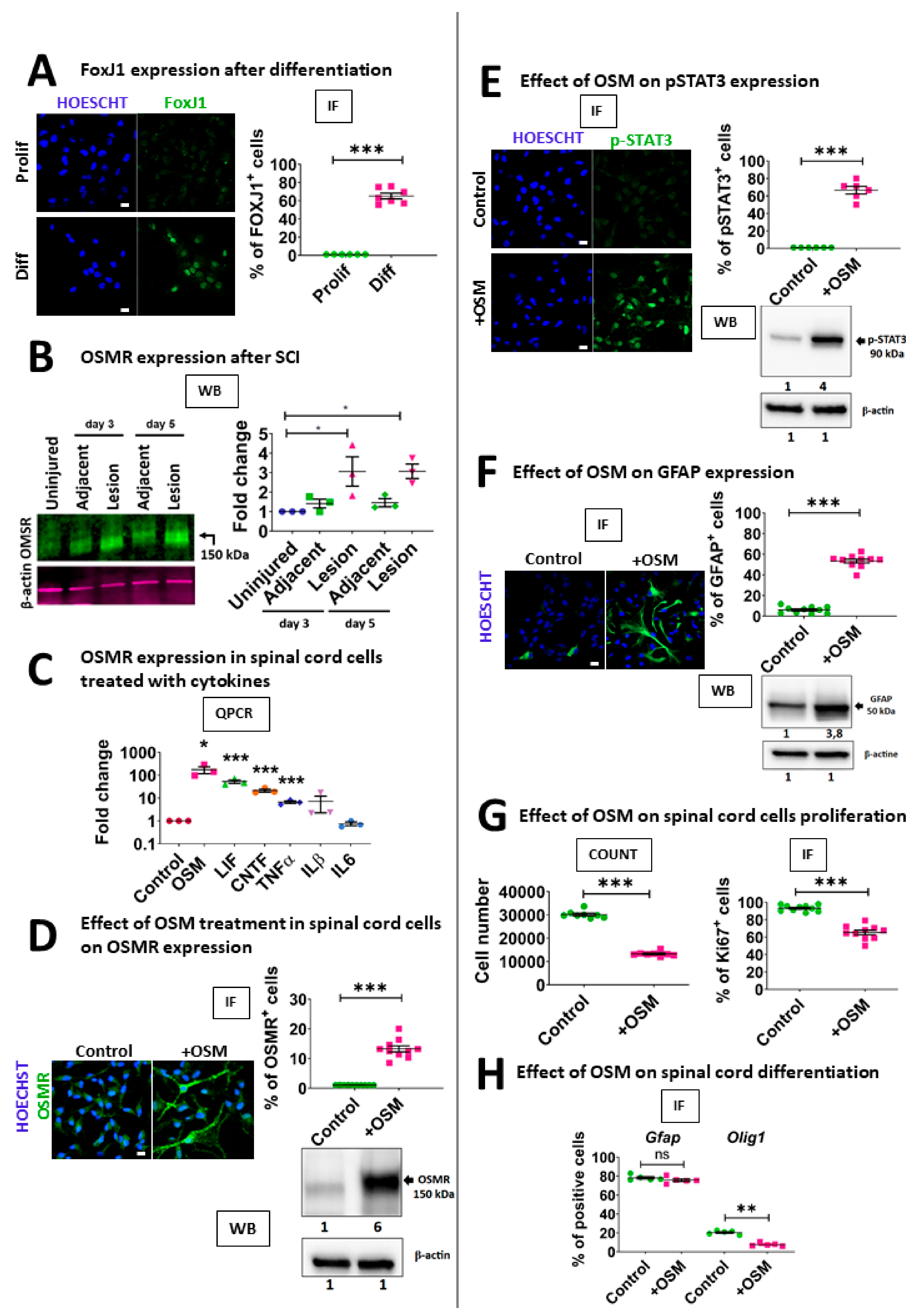Cells 10 03332 g005 550
