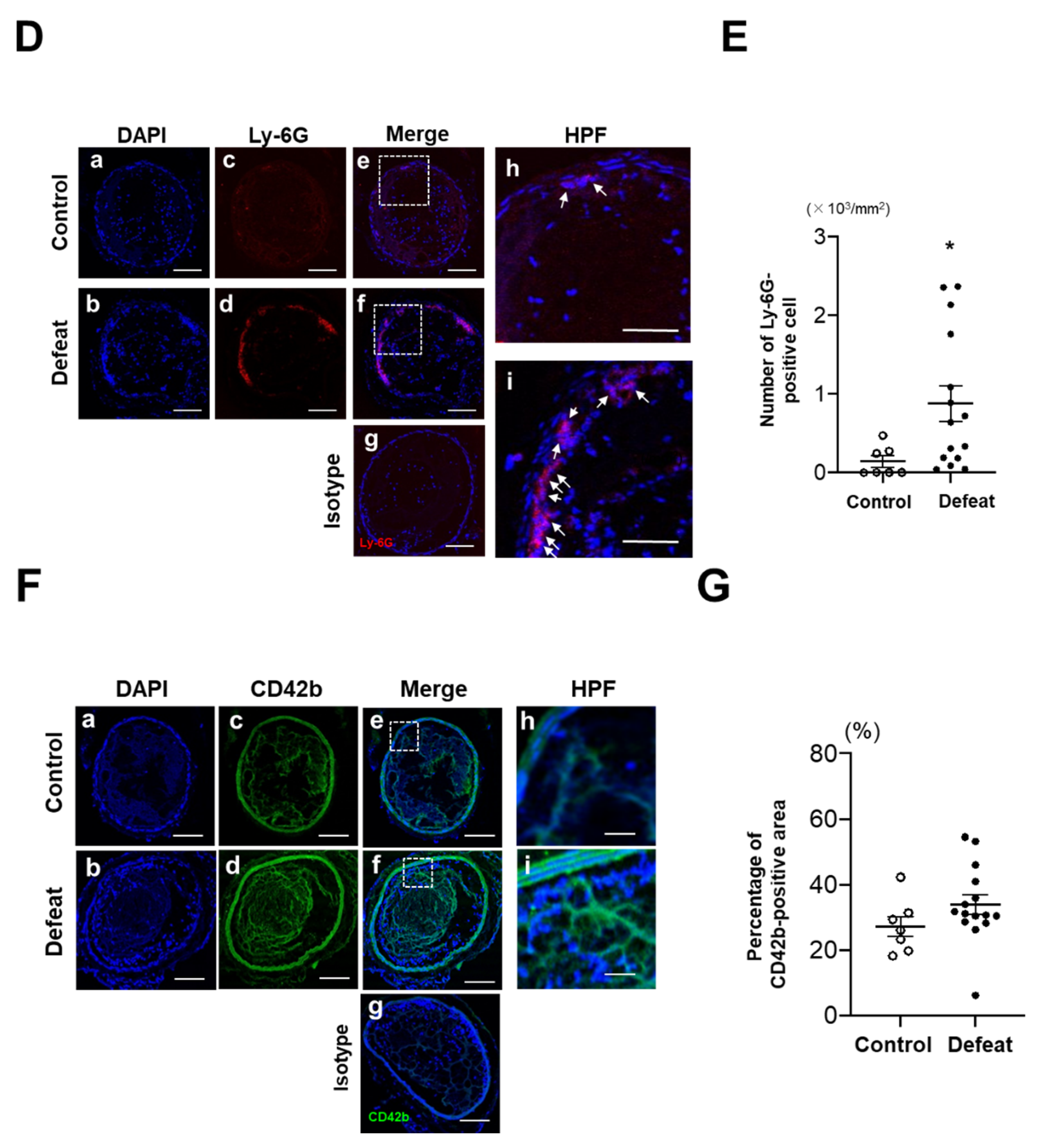 Cells 10 03344 g002b