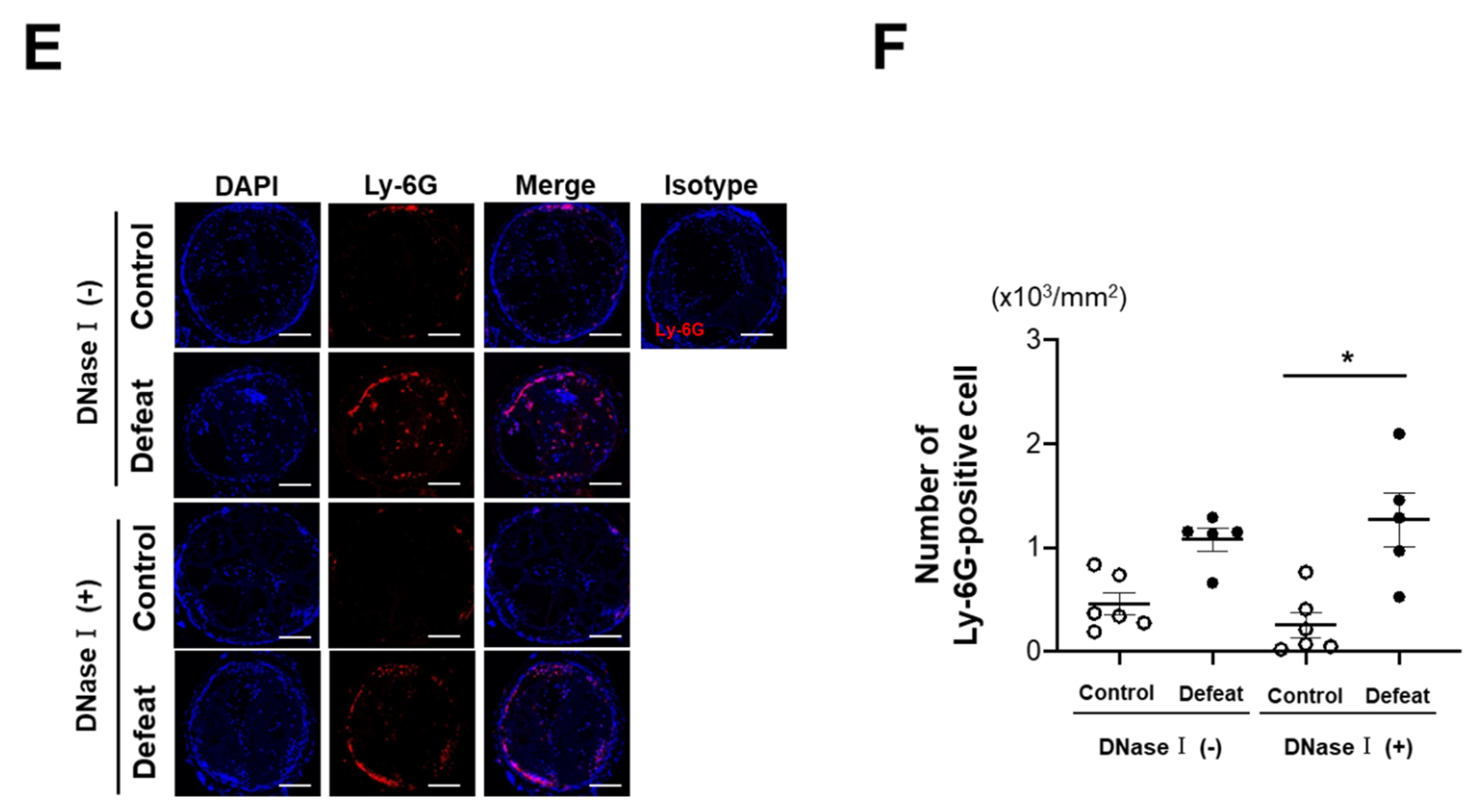 Cells 10 03344 g003b