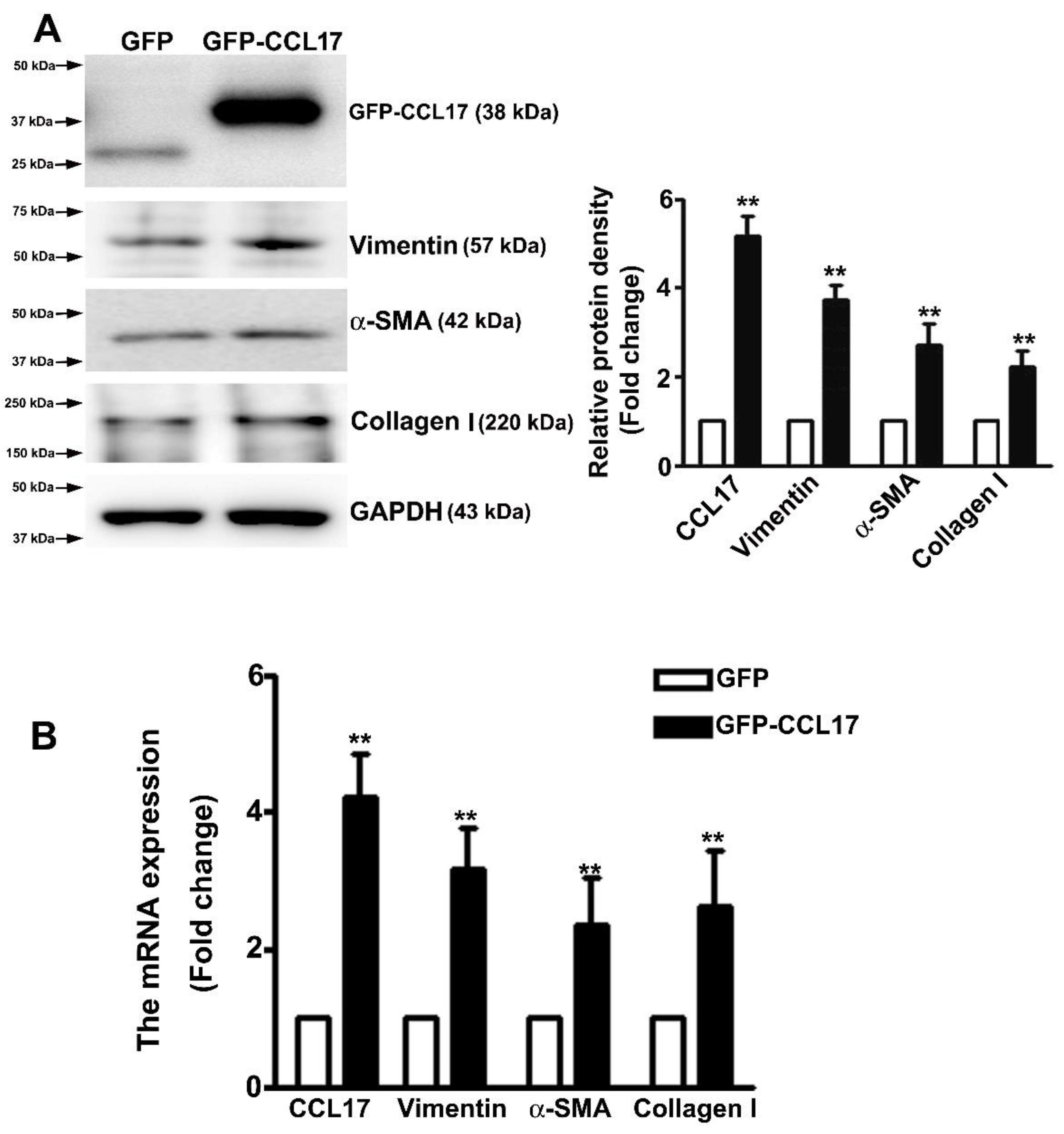 Cells 10 03345 g004 550