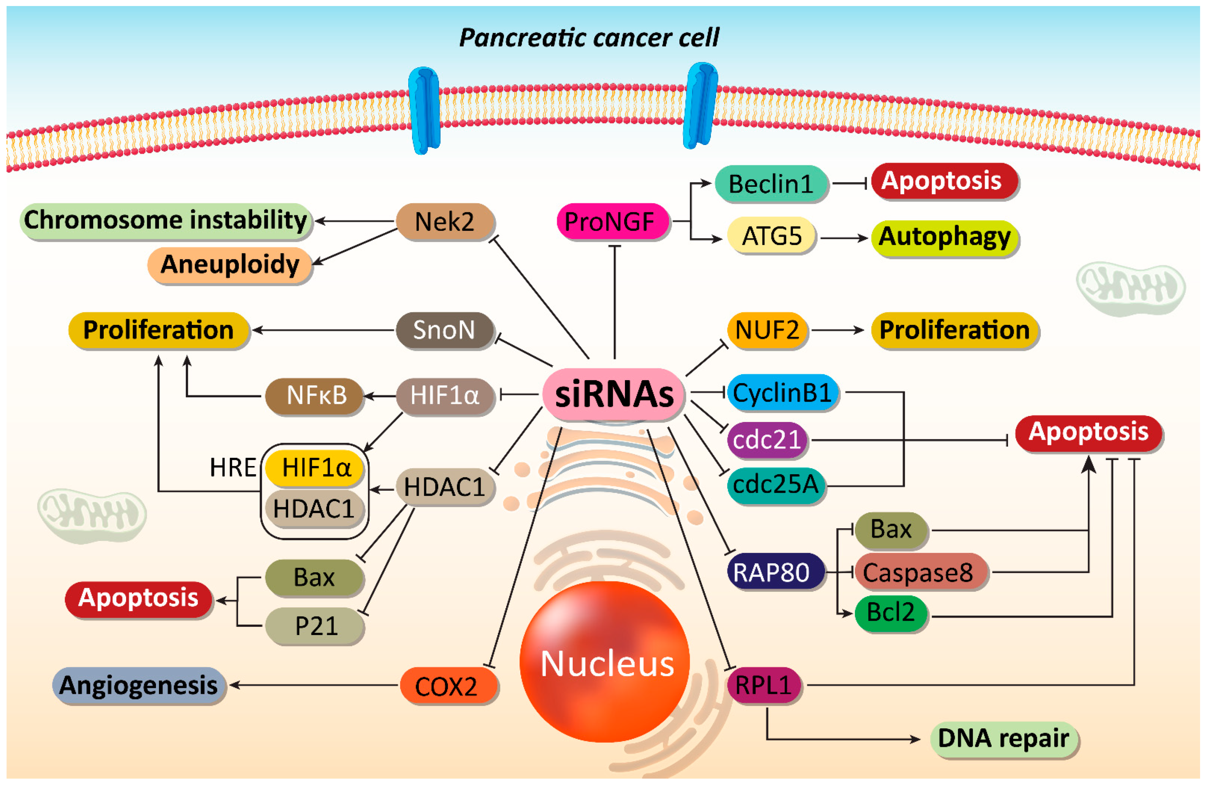 Cells Free Full Text Pre Clinical And Clinical Applications Of Small Interfering Rnas Sirna And Co Delivery Systems For Pancreatic Cancer Therapy Html