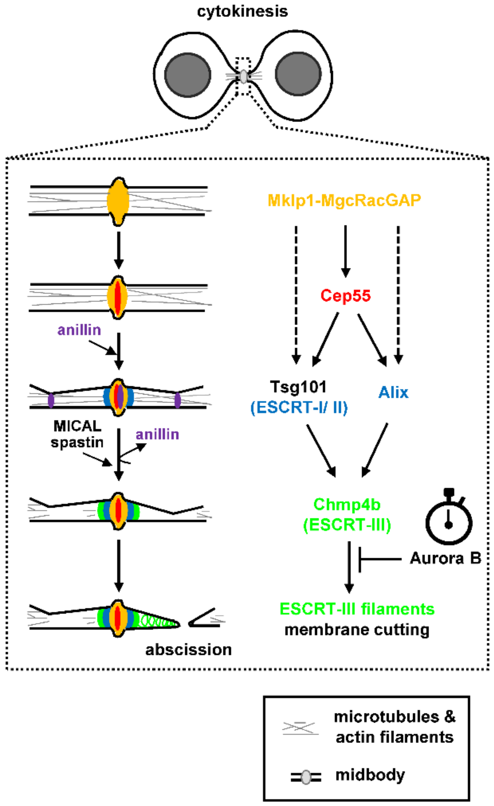 Cells 10 03350 g001 Cells 10 03350 g001