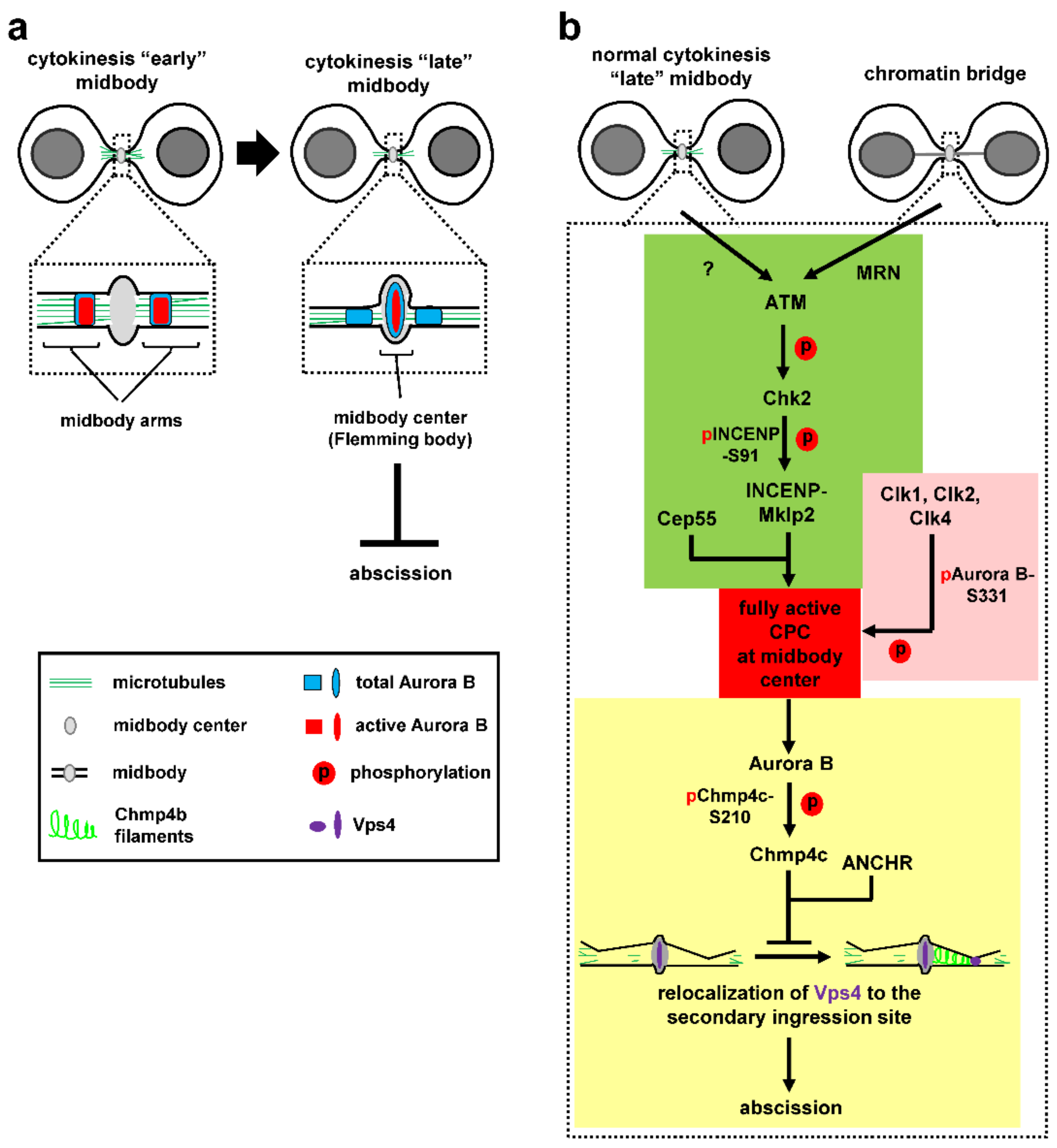 Cells 10 03350 g002 Cells 10 03350 g002