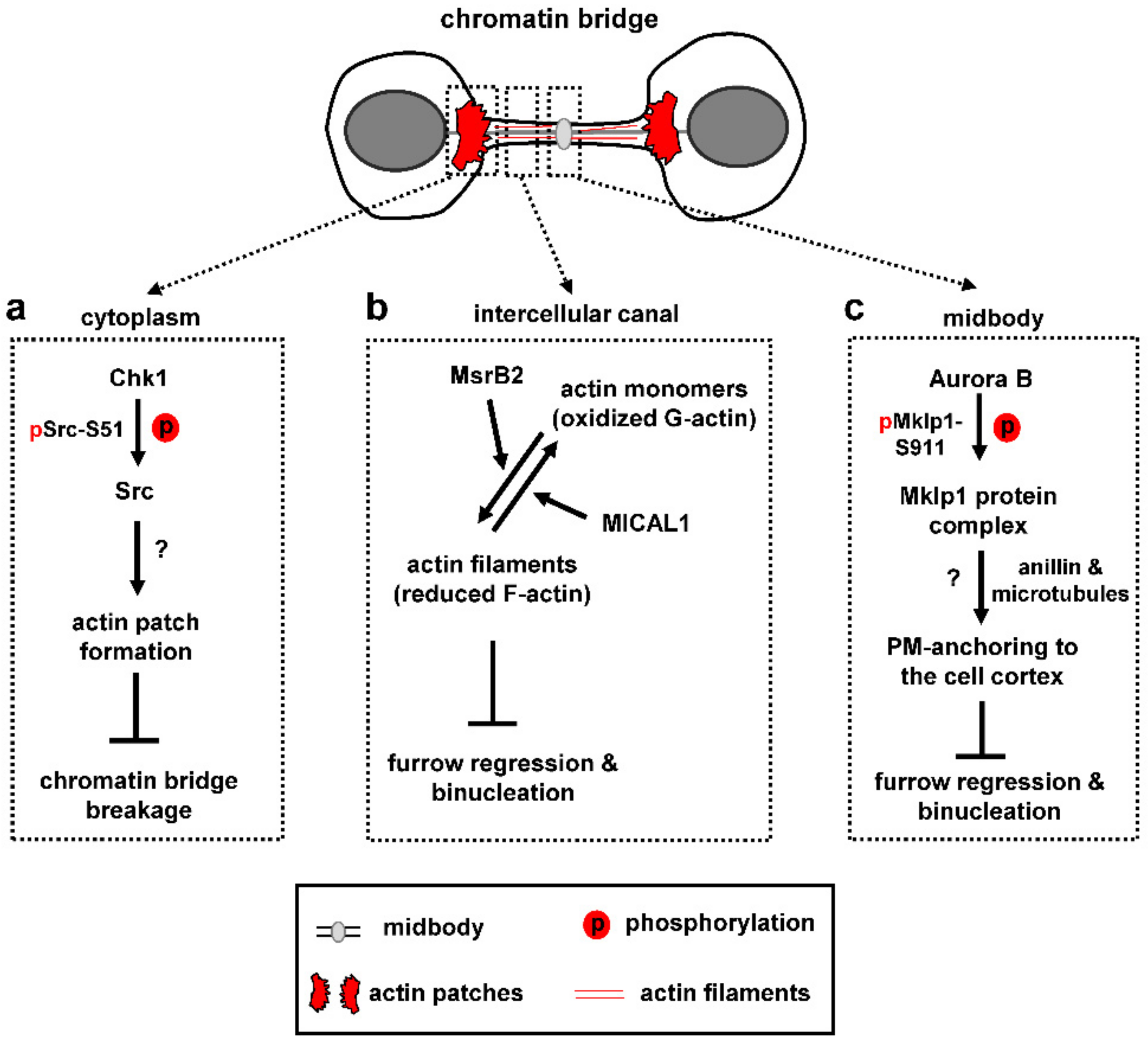 Cells 10 03350 g003 Cells 10 03350 g003