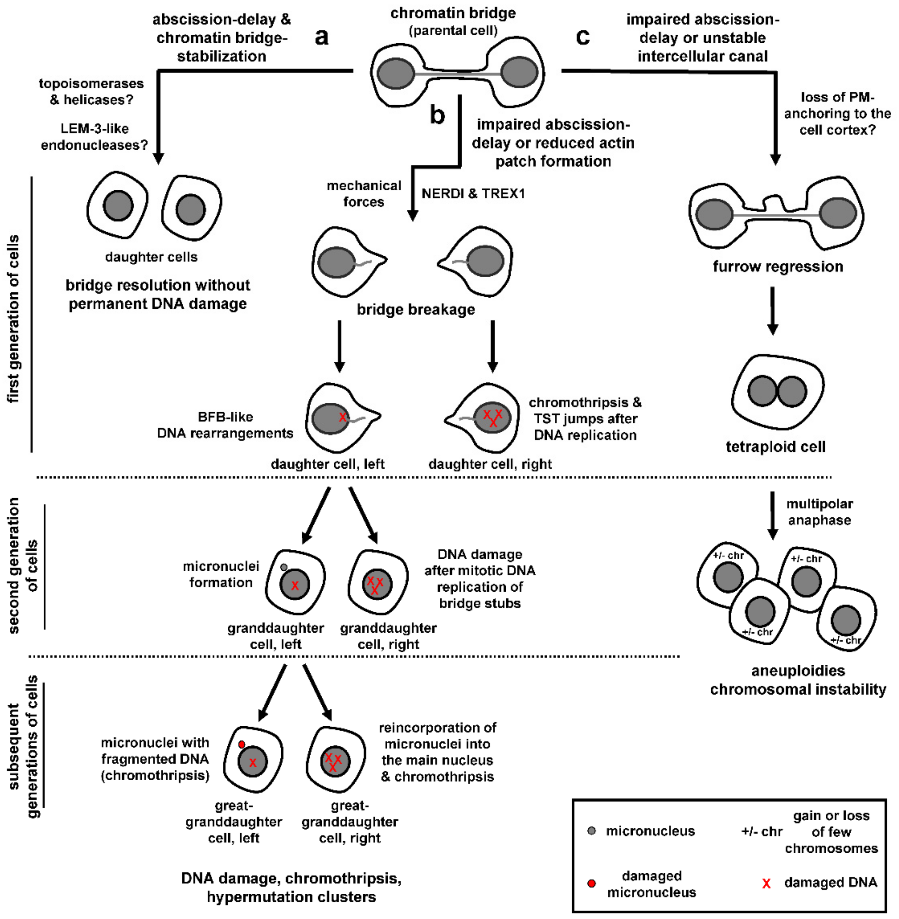 Cells 10 03350 g004 Cells 10 03350 g004