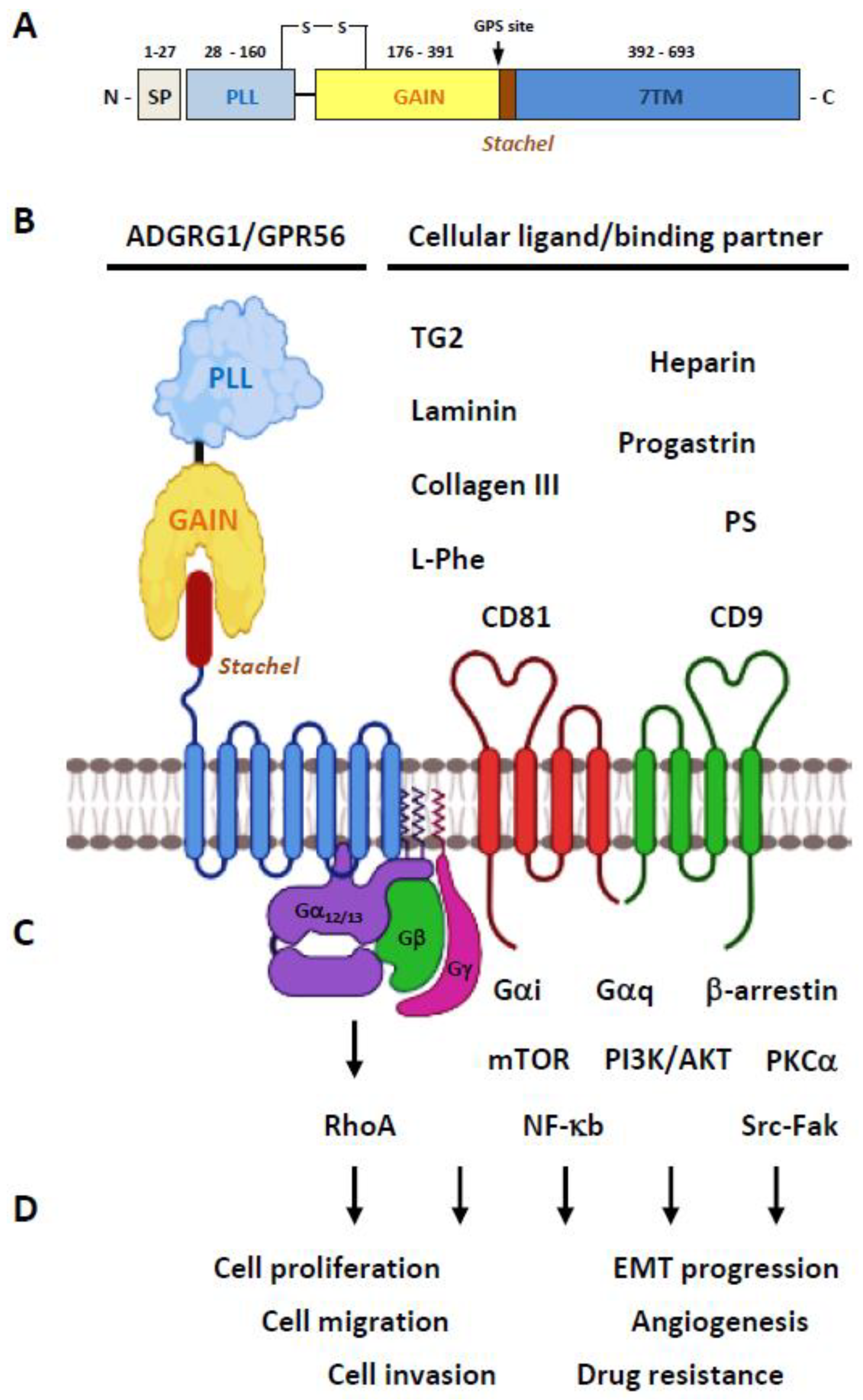 Cells 10 03352 g002 Cells 10 03352 g002