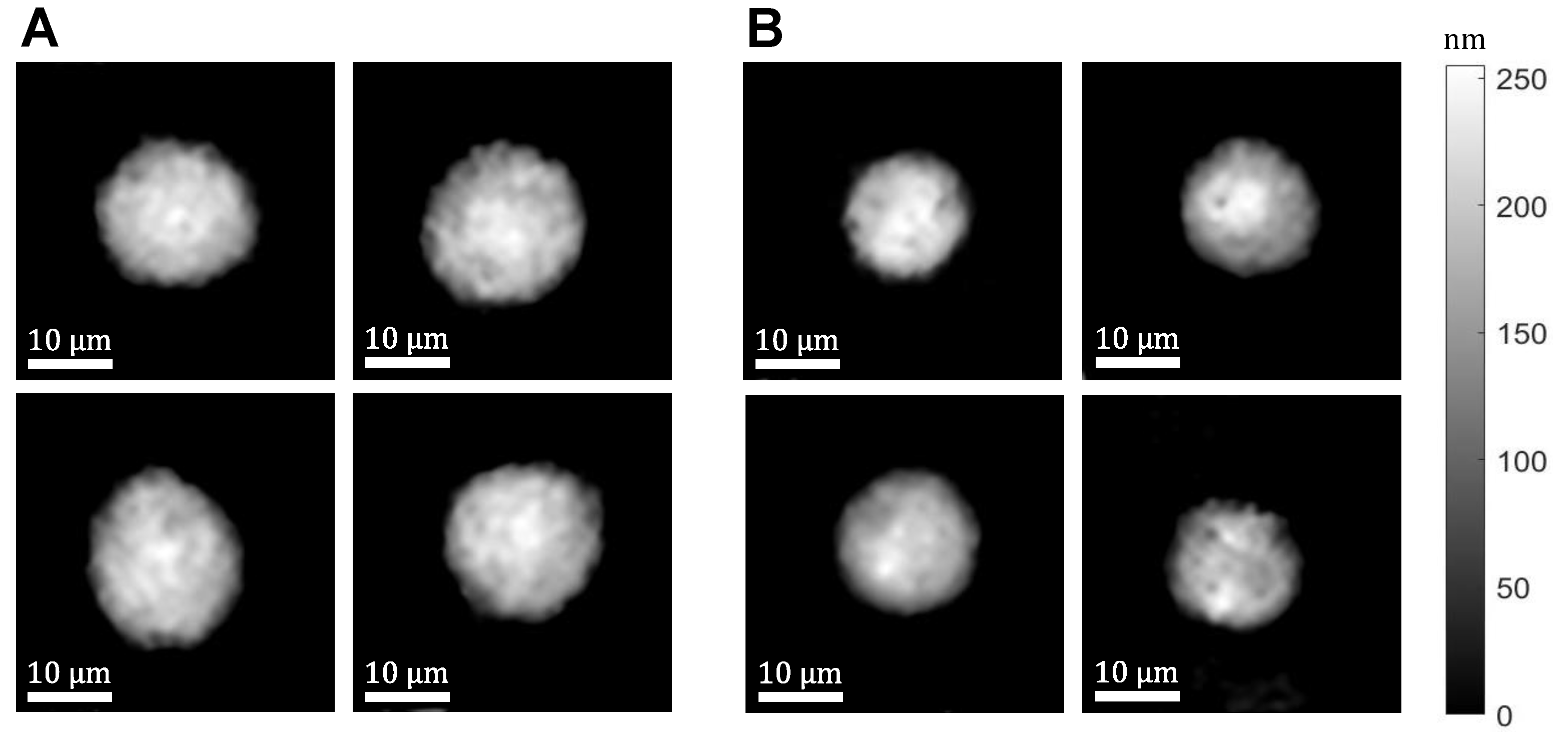Cells 10 03353 g002 550