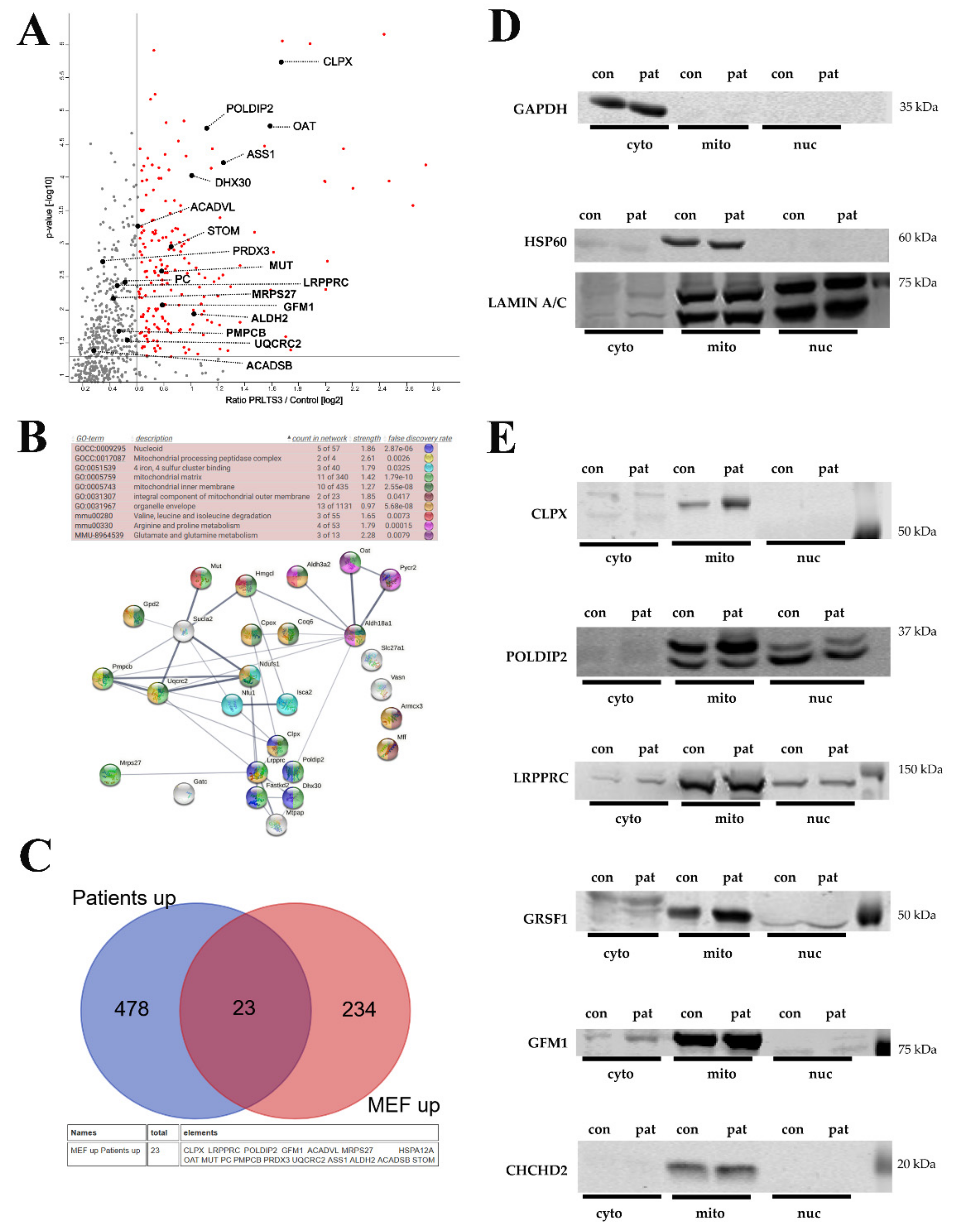 Cells 10 03354 g004 Cells 10 03354 g004