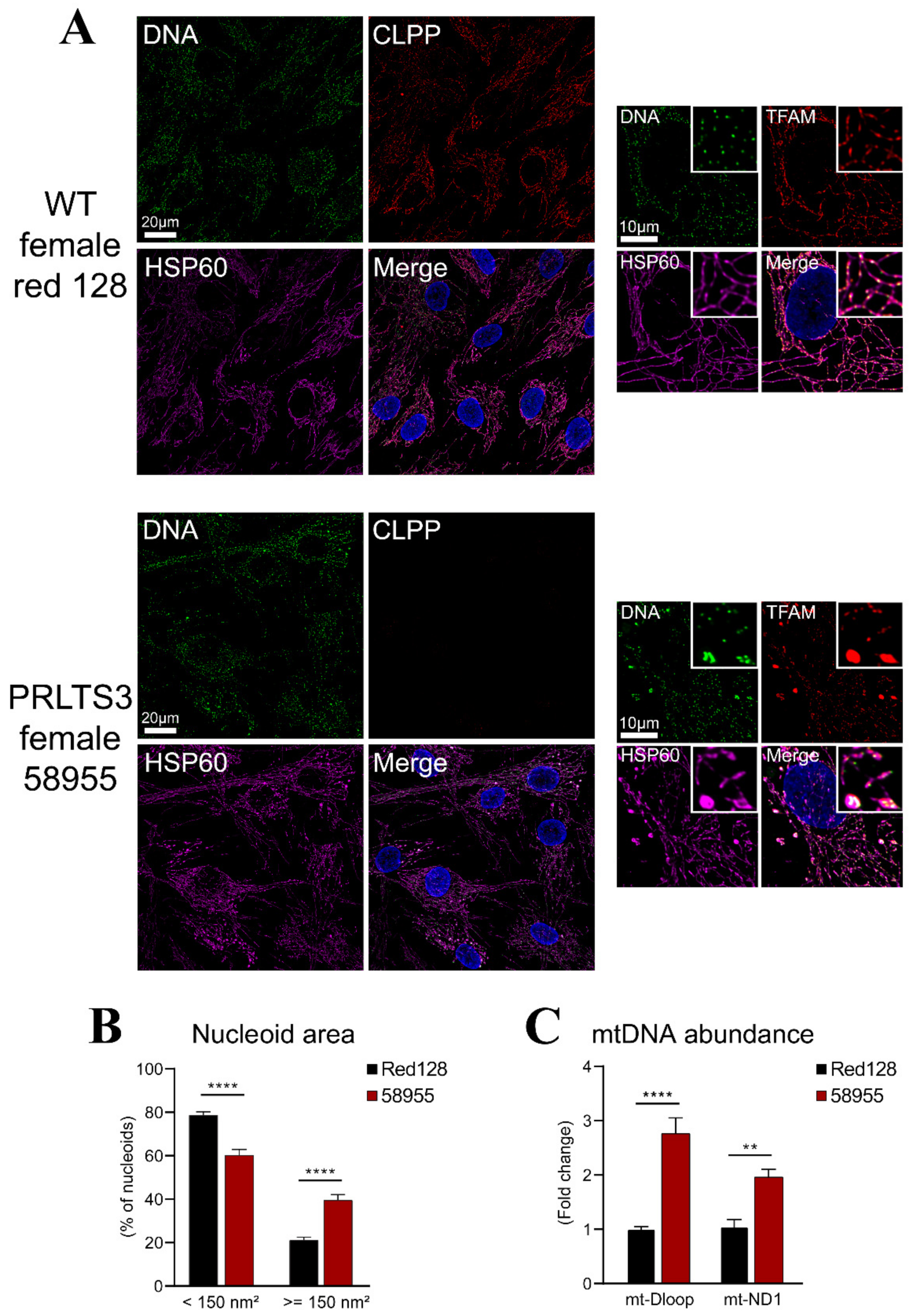 Cells 10 03354 g005 Cells 10 03354 g005