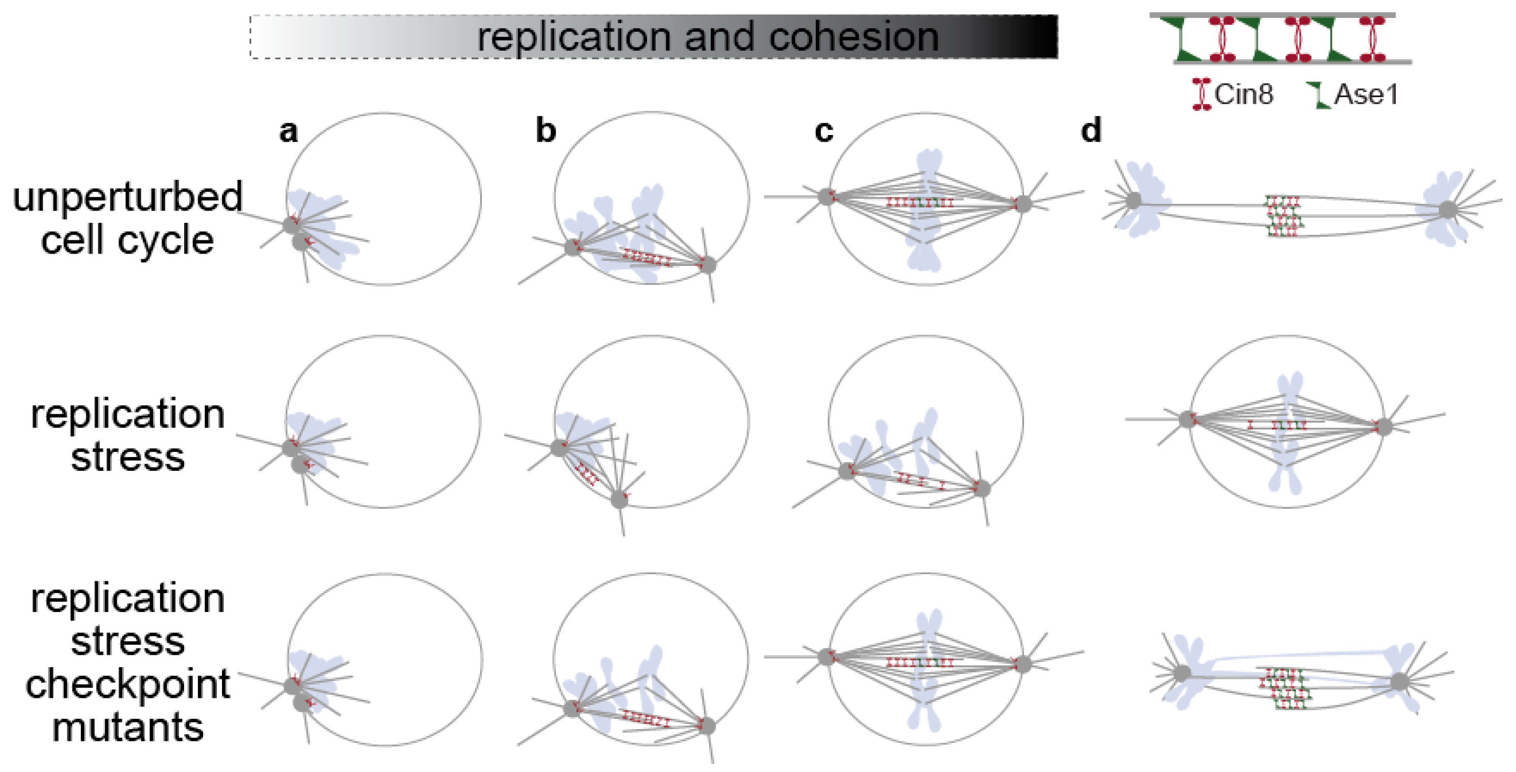 Cells 10 03359 g001 Cells 10 03359 g001