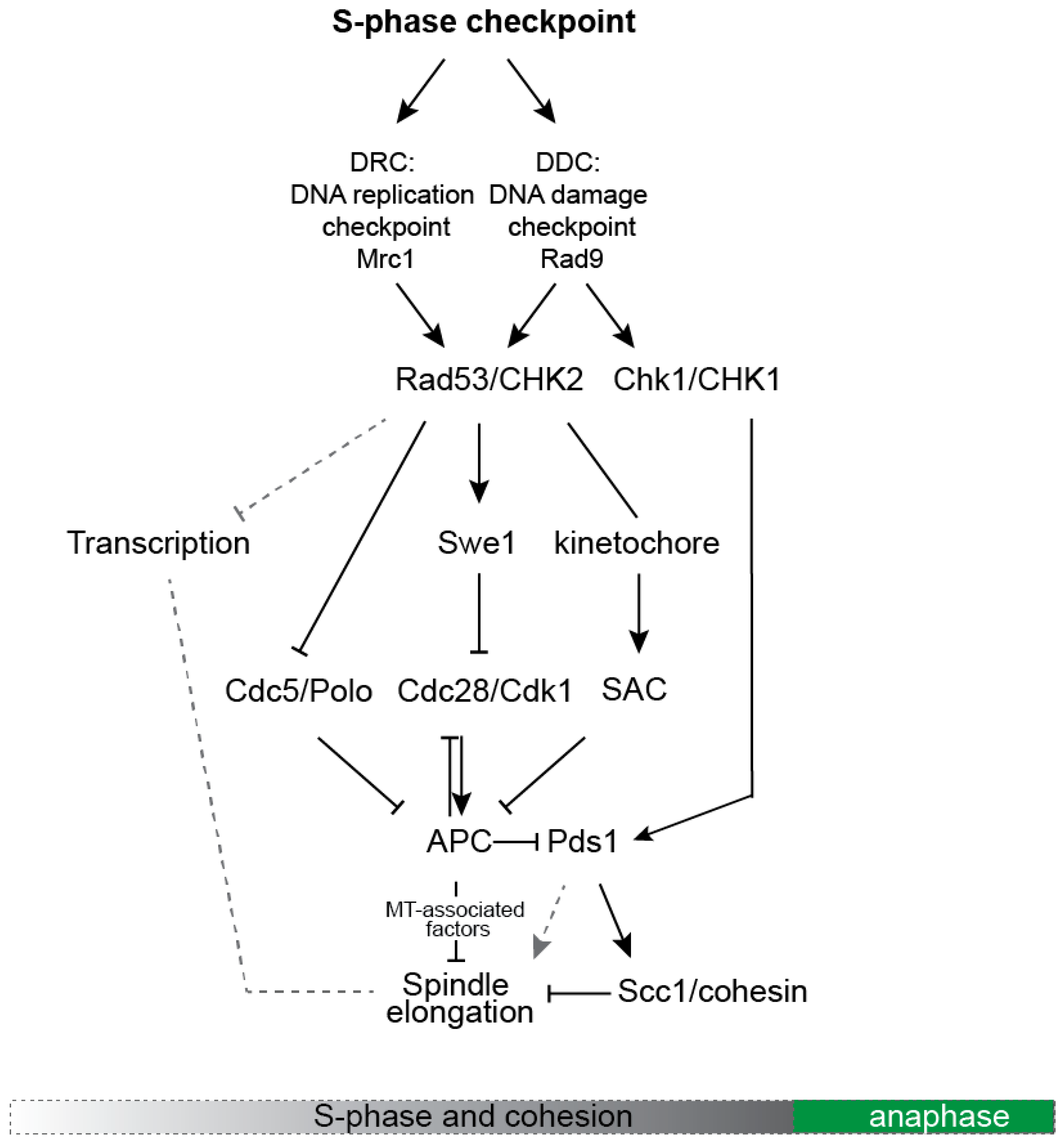 Cells 10 03359 g002 Cells 10 03359 g002