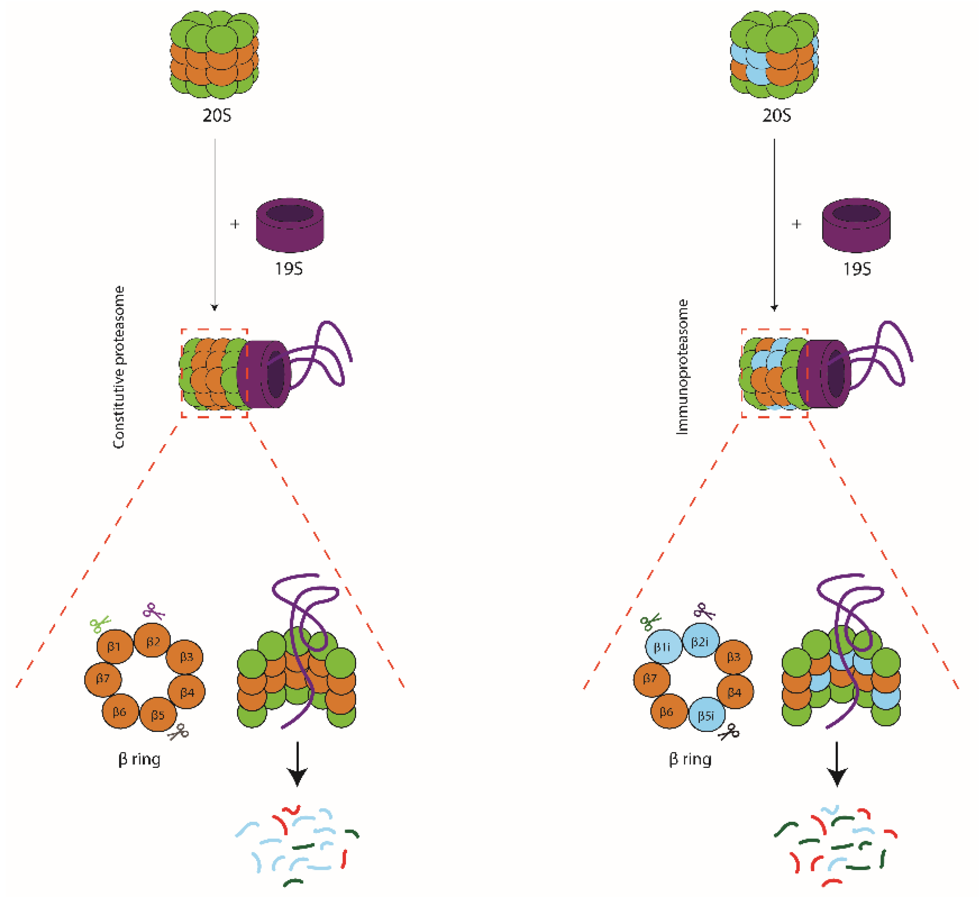 Cells 10 03360 g002 Cells 10 03360 g002