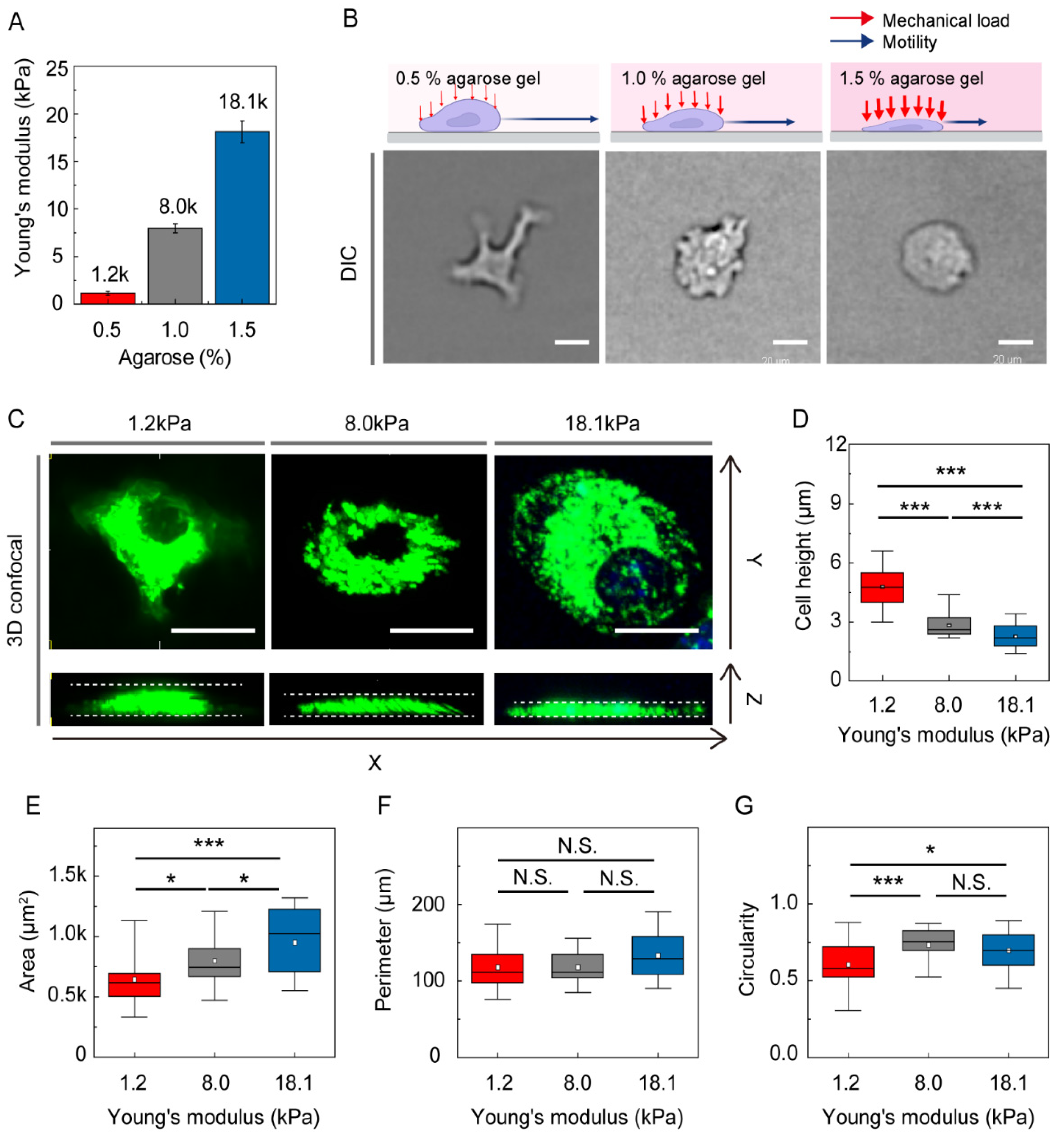 Cells 10 03362 g001 550
