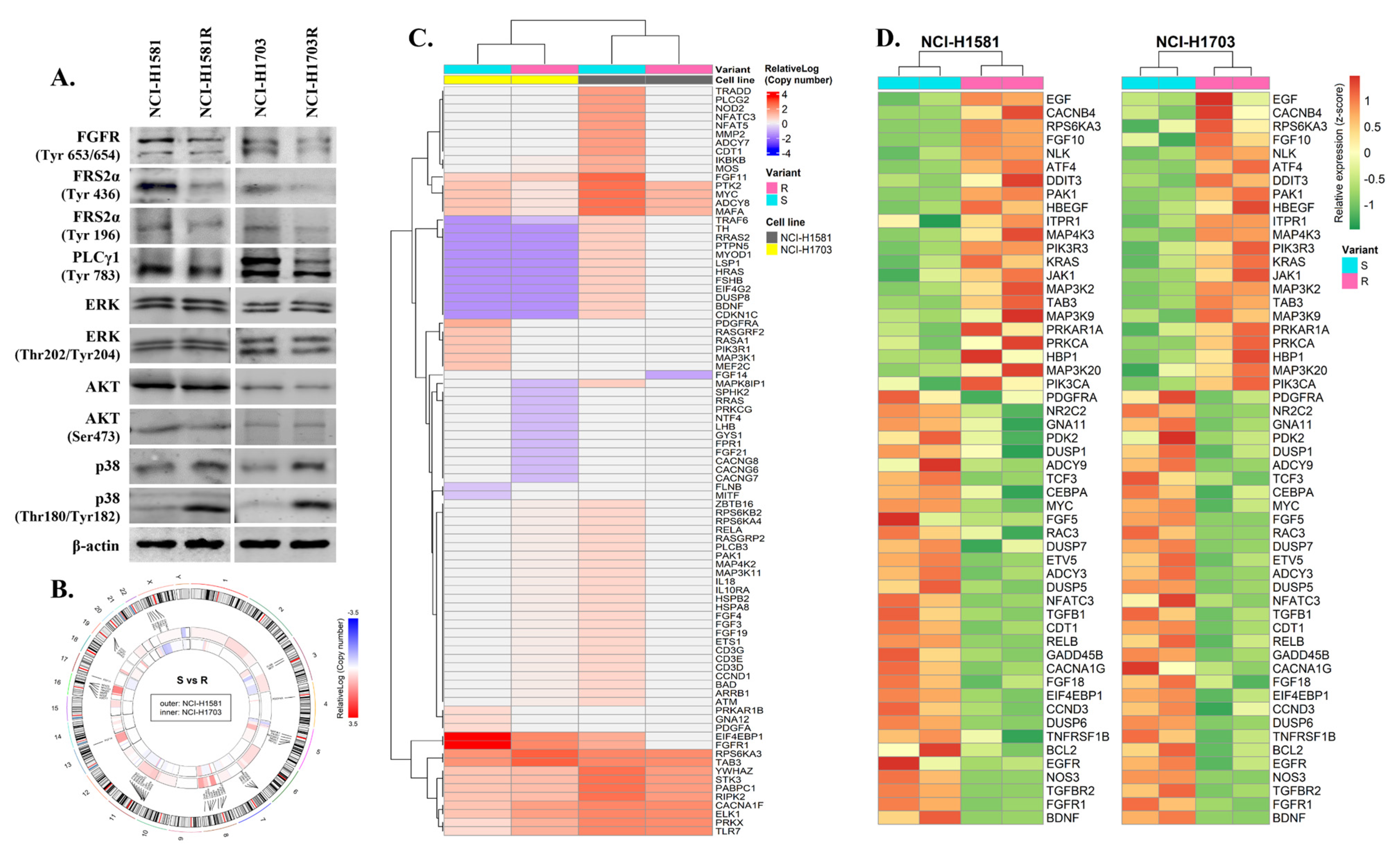 Cells 10 03363 g003 550