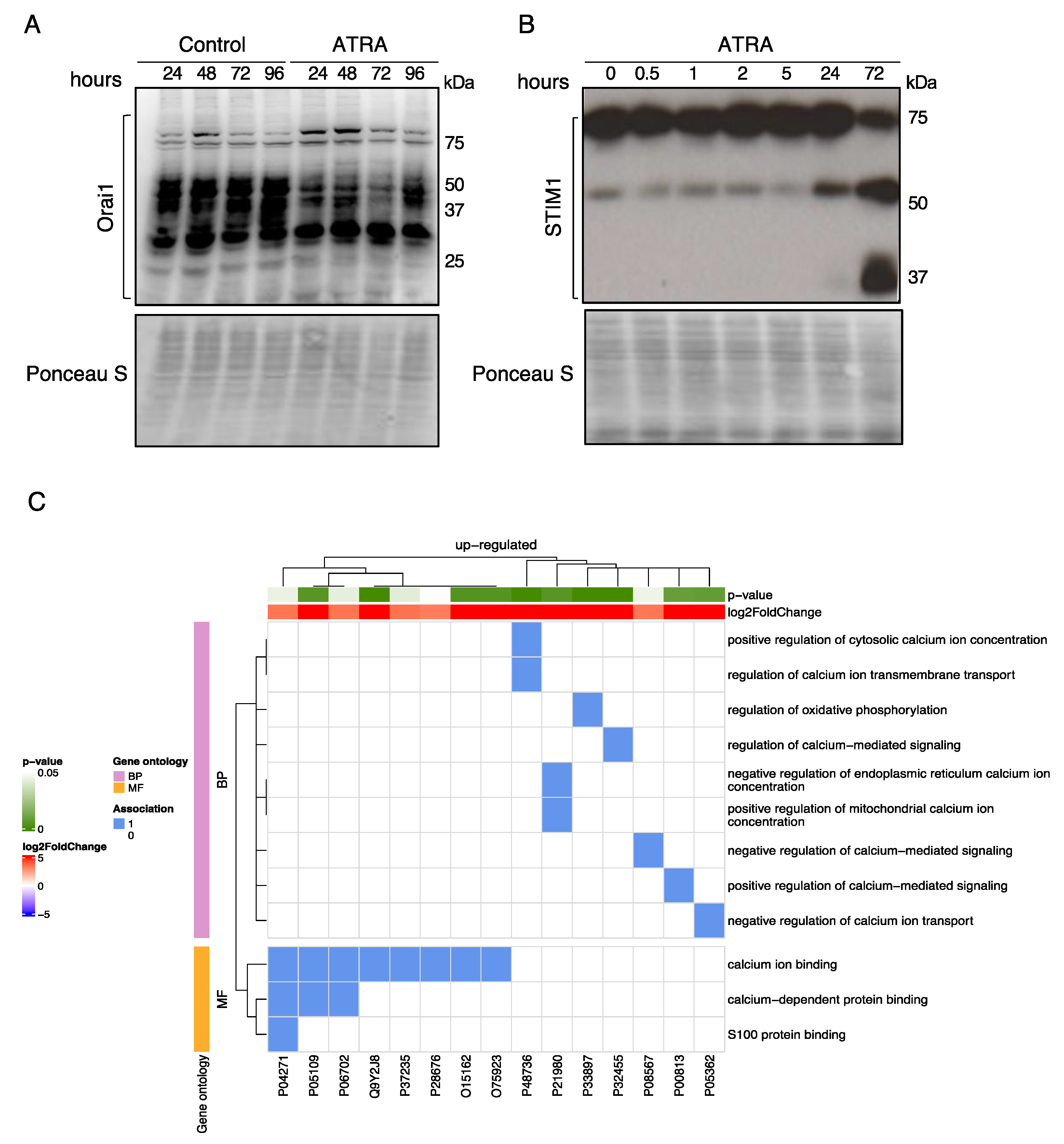 Cells 10 03364 g002 550