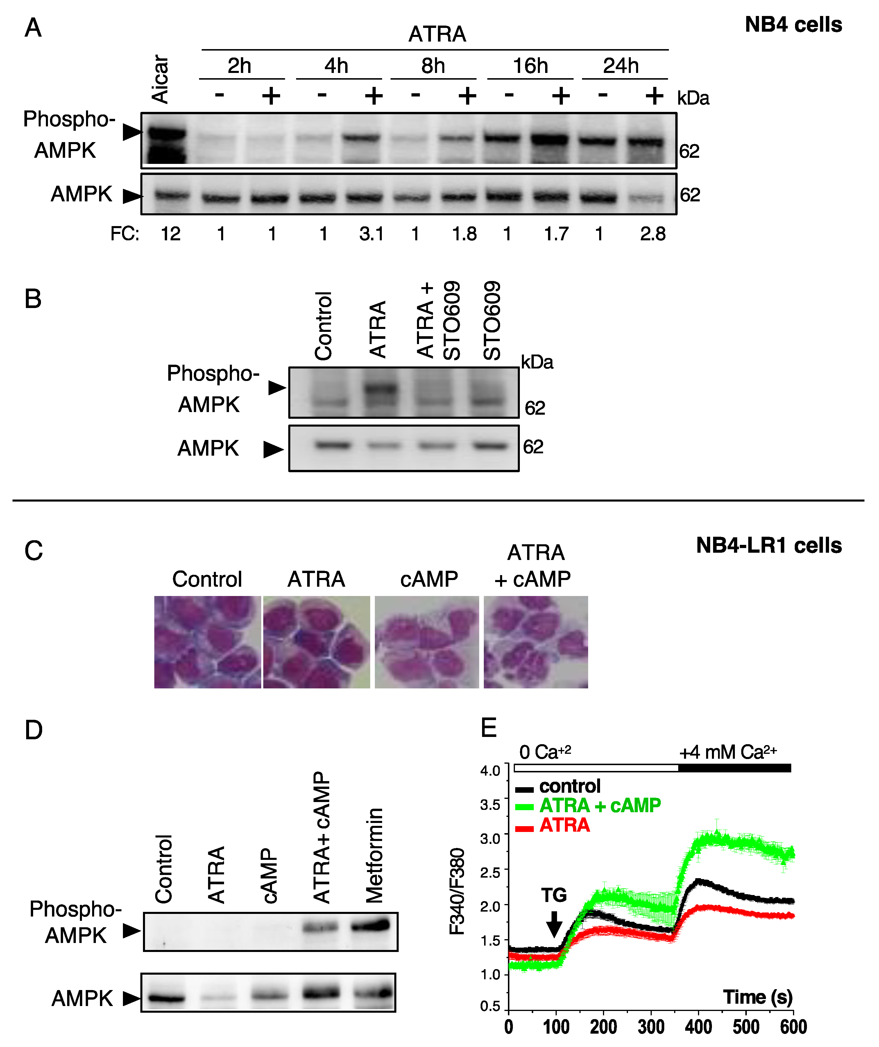 Cells 10 03364 g004 550
