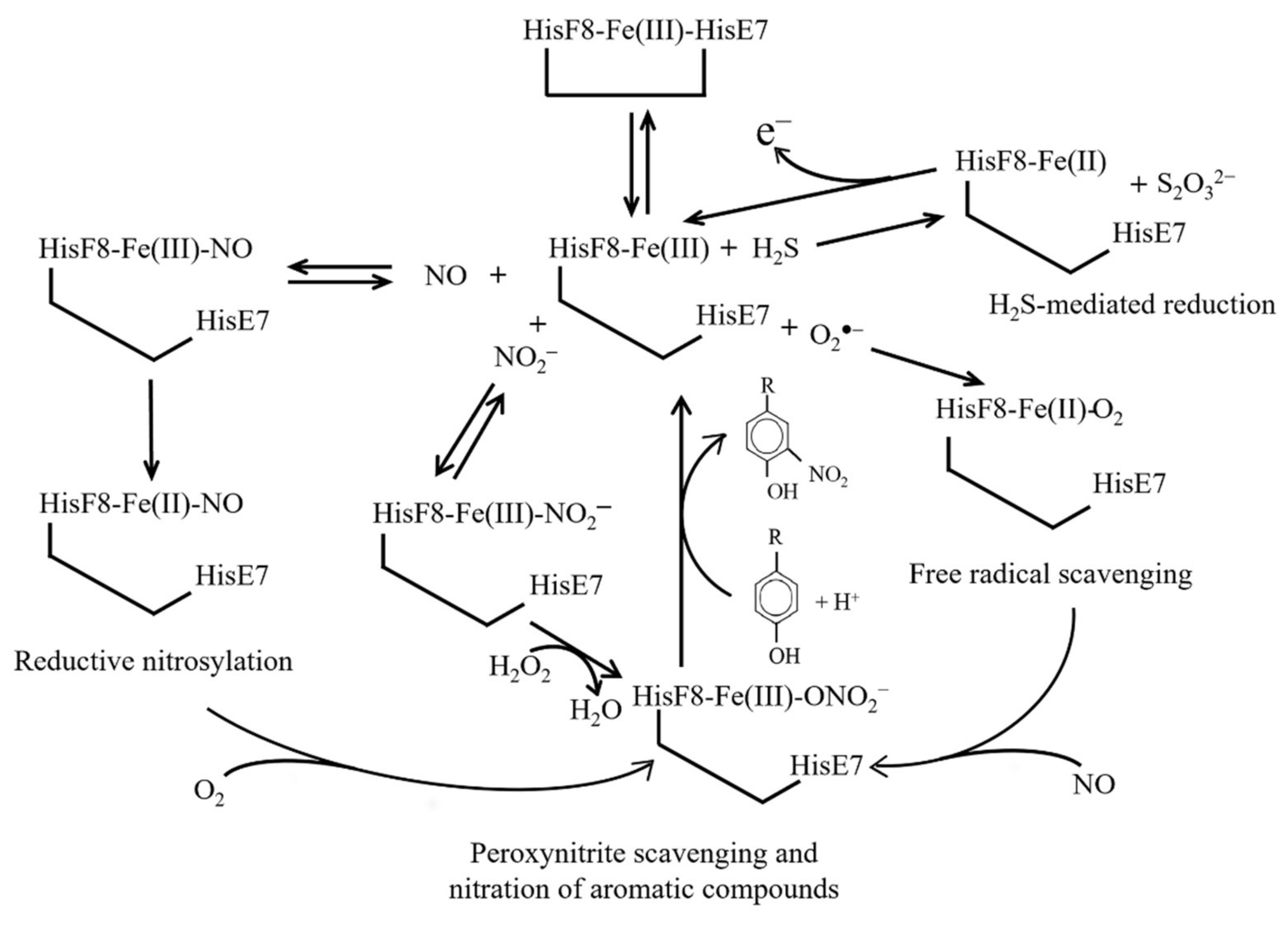 Cells 10 03366 g004 Cells 10 03366 g004