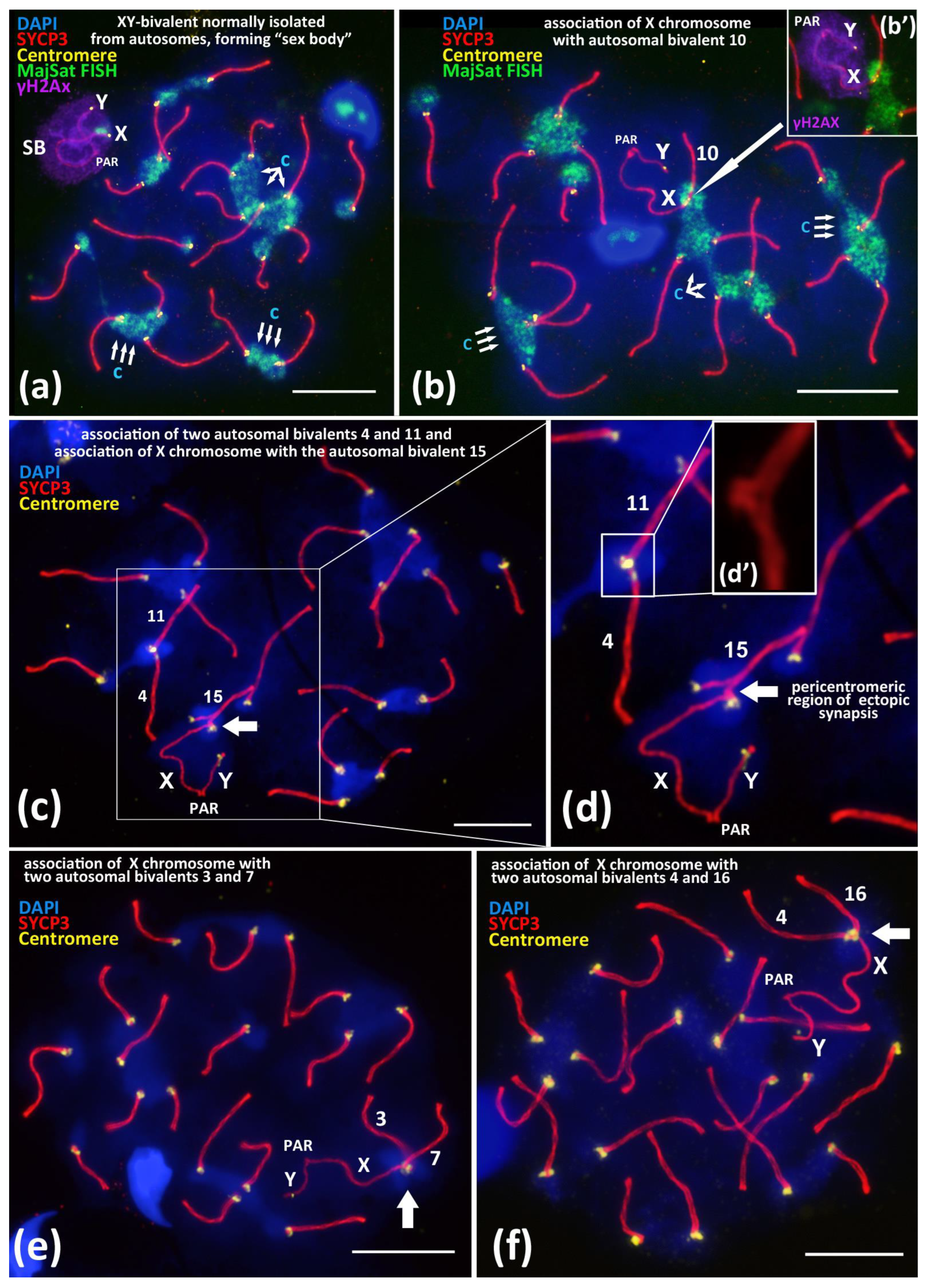 Cells 10 03375 g001 Cells 10 03375 g001