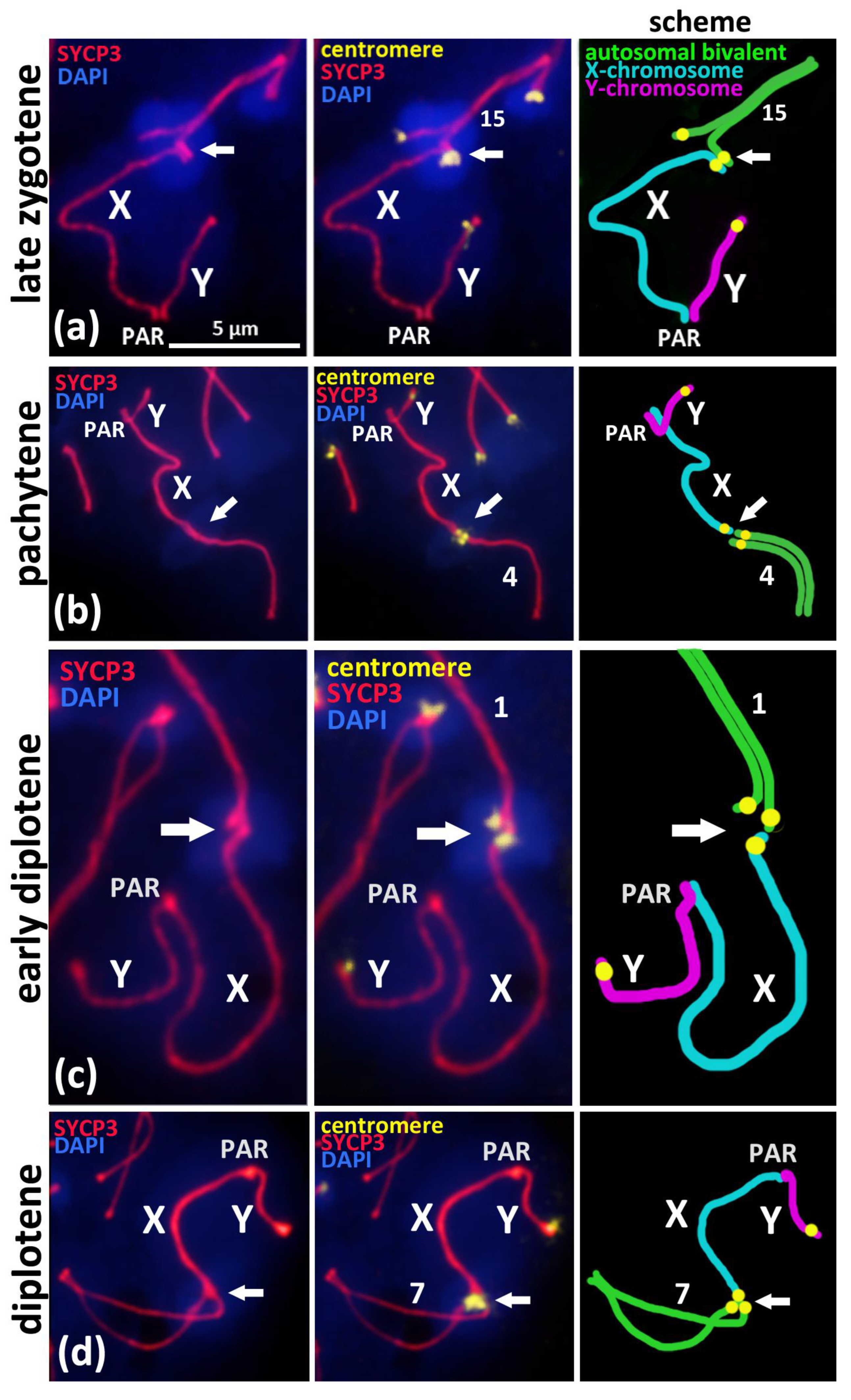 Cells 10 03375 g002 Cells 10 03375 g002