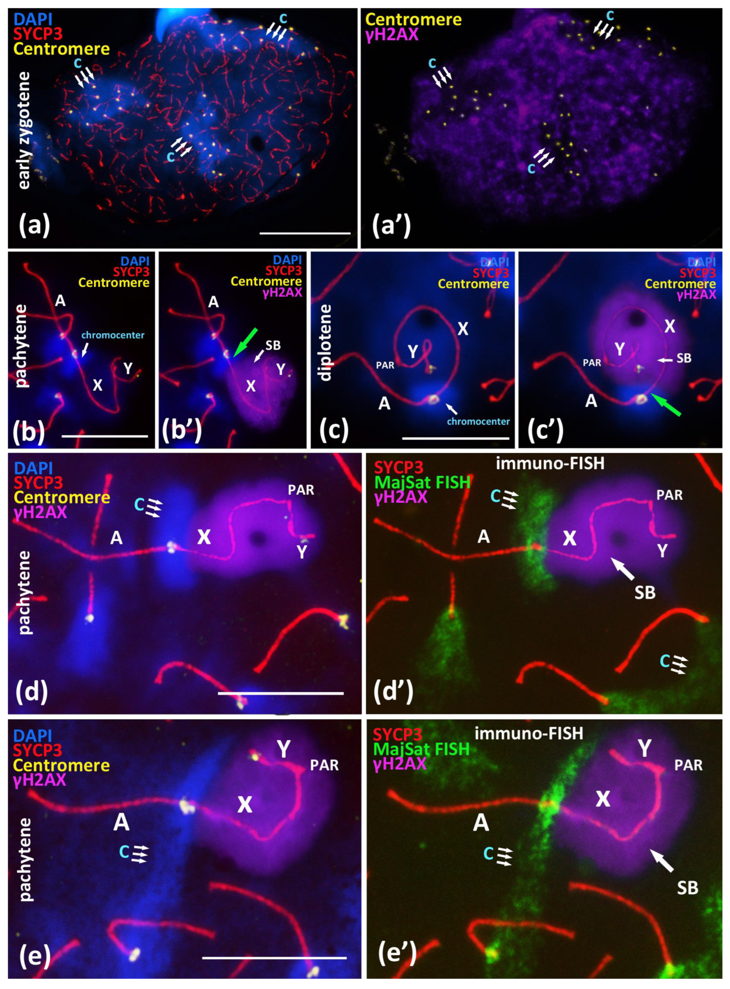 Cells 10 03375 g003 Cells 10 03375 g003