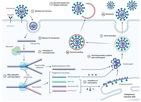 Small Extracellular Vesicles and COVID19—Using the “Trojan