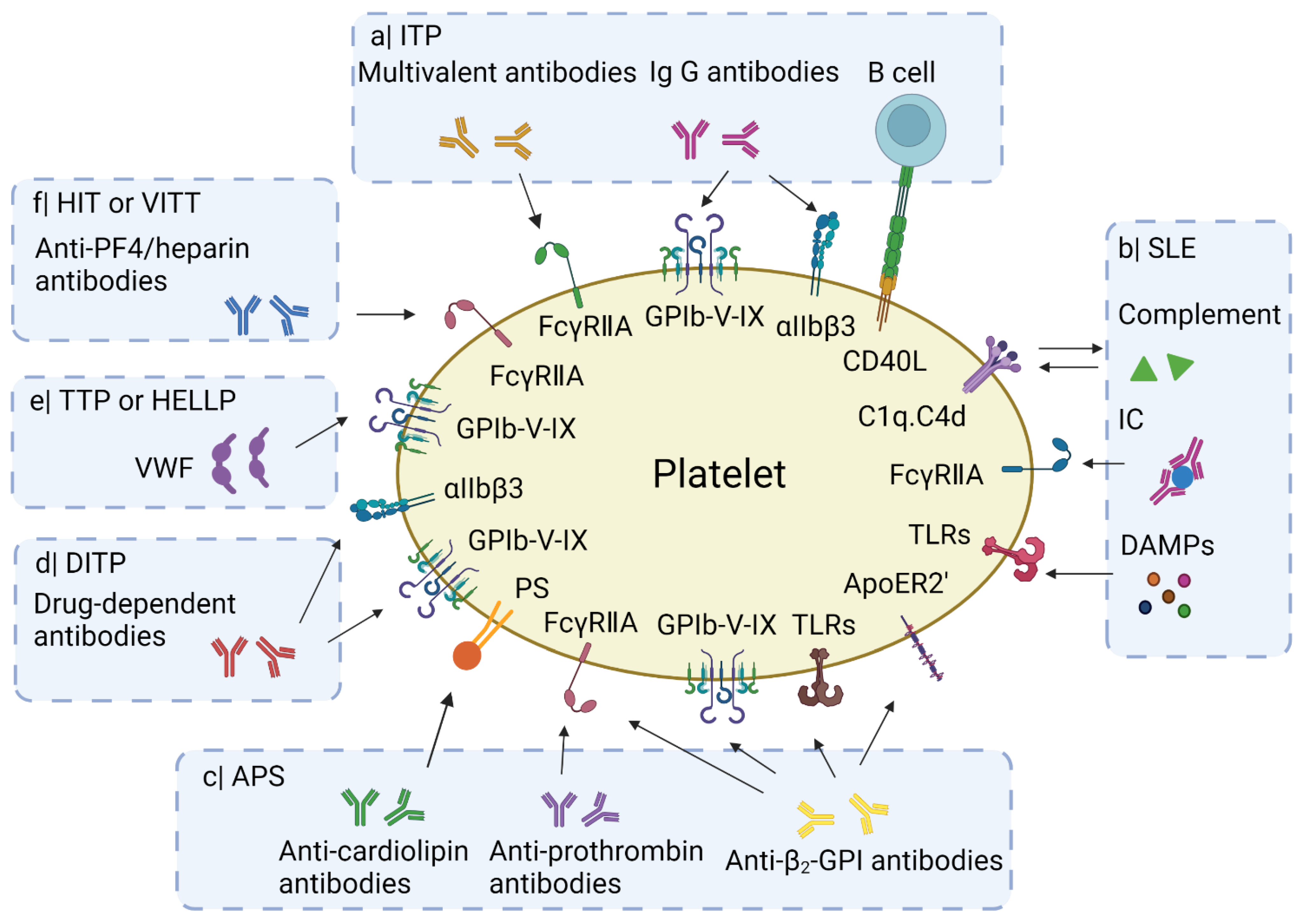 Cells 10 03386 g001 Cells 10 03386 g001
