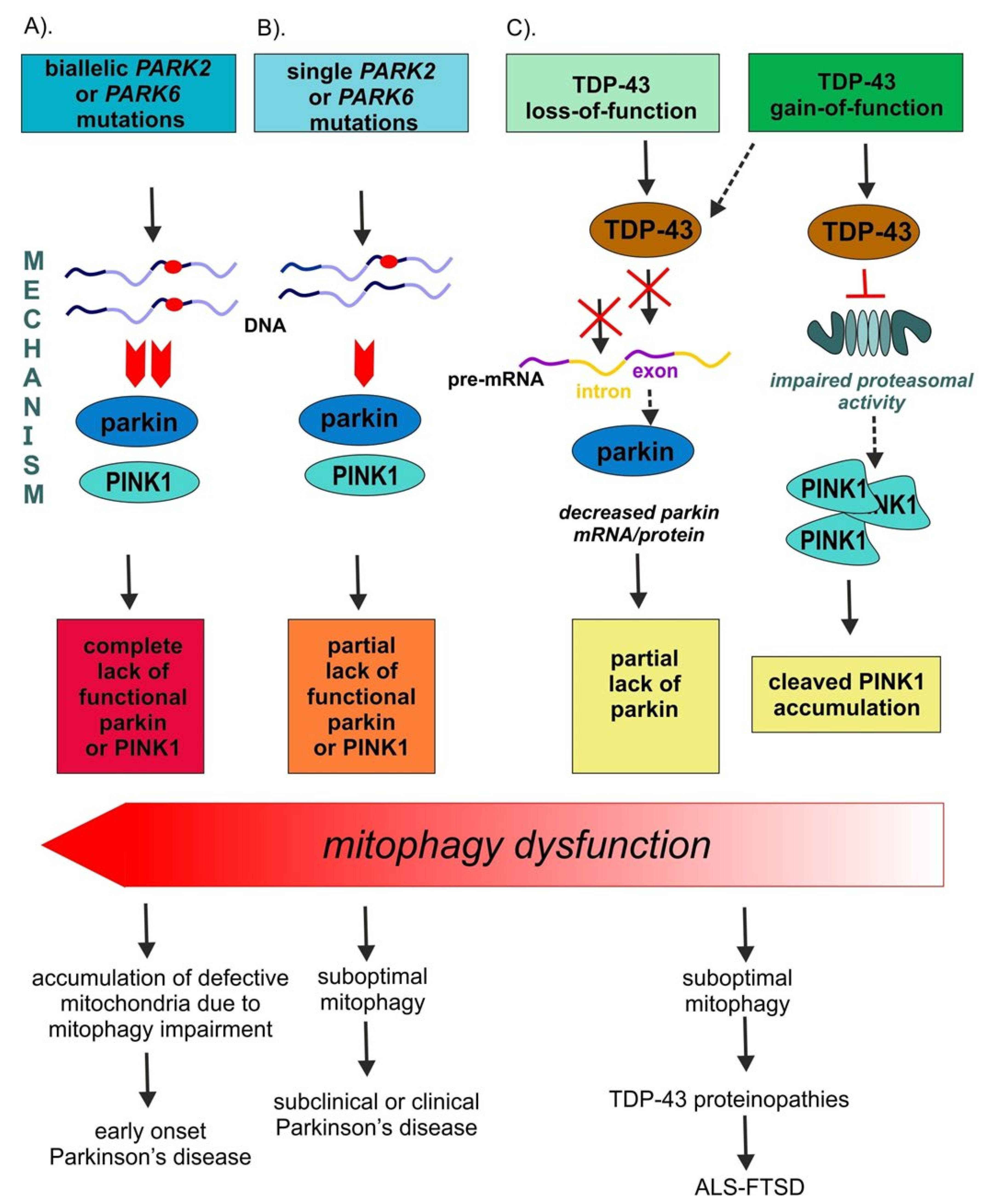 Cells 10 03389 g002 550