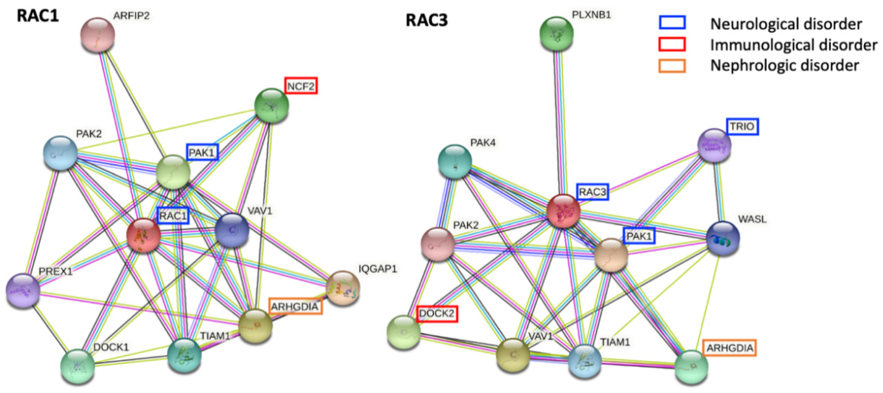 Pathophysiological Mechanisms in Neurodevelopmental Disorders Caused by Rac GTPases Dysregulation What s behind Neuro RACopathies