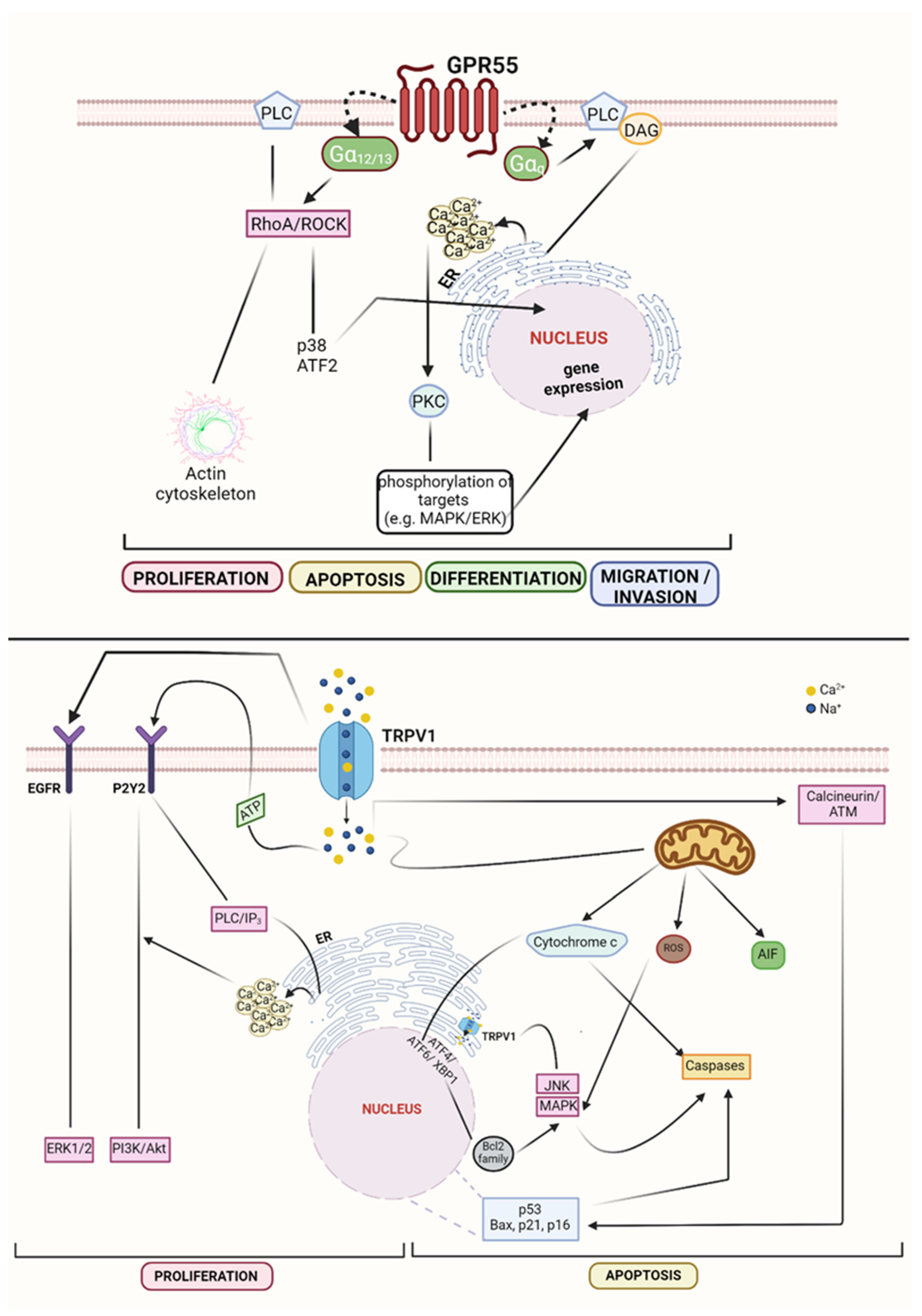 Cells 10 03396 g003 Cells 10 03396 g003