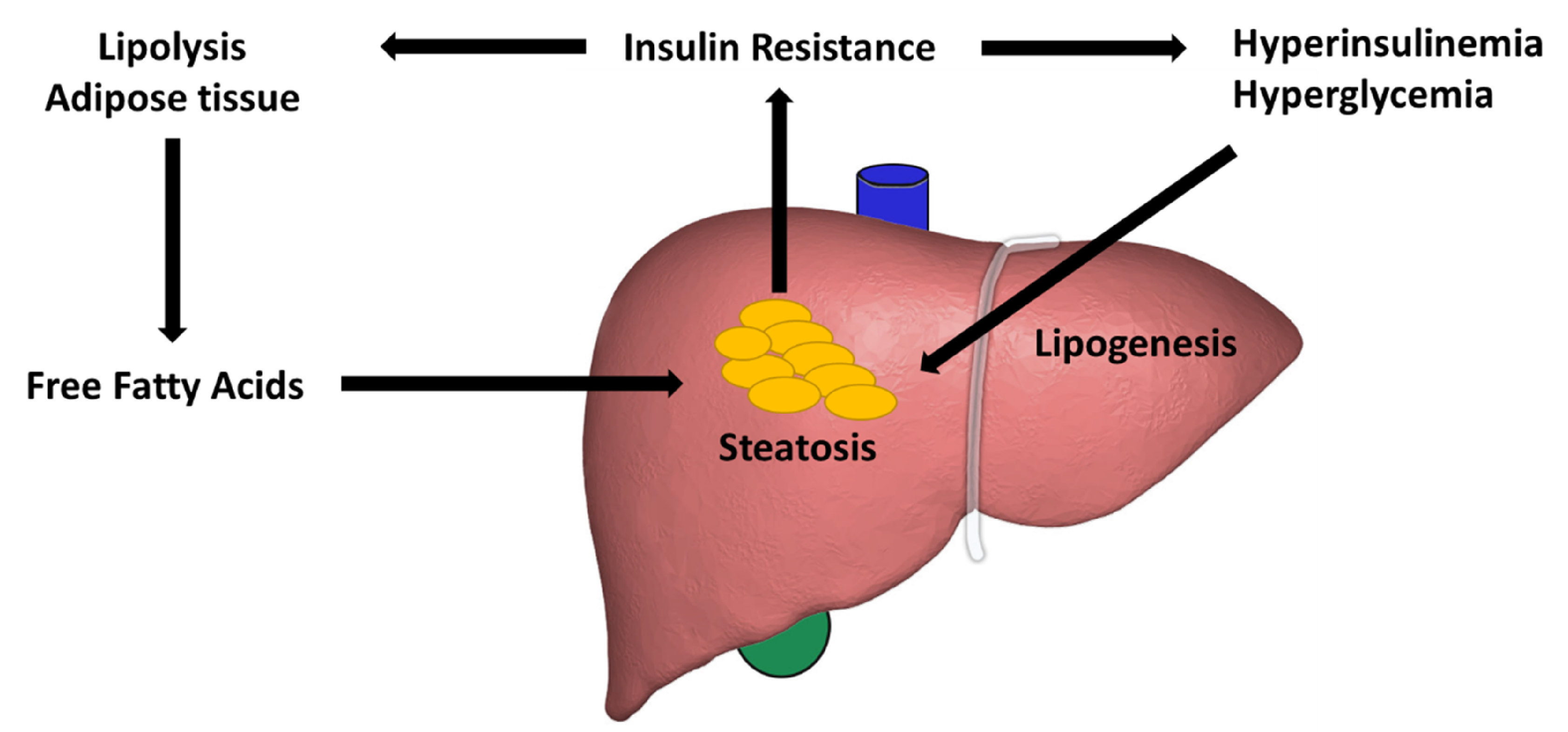 Cells 10 03401 g002 550