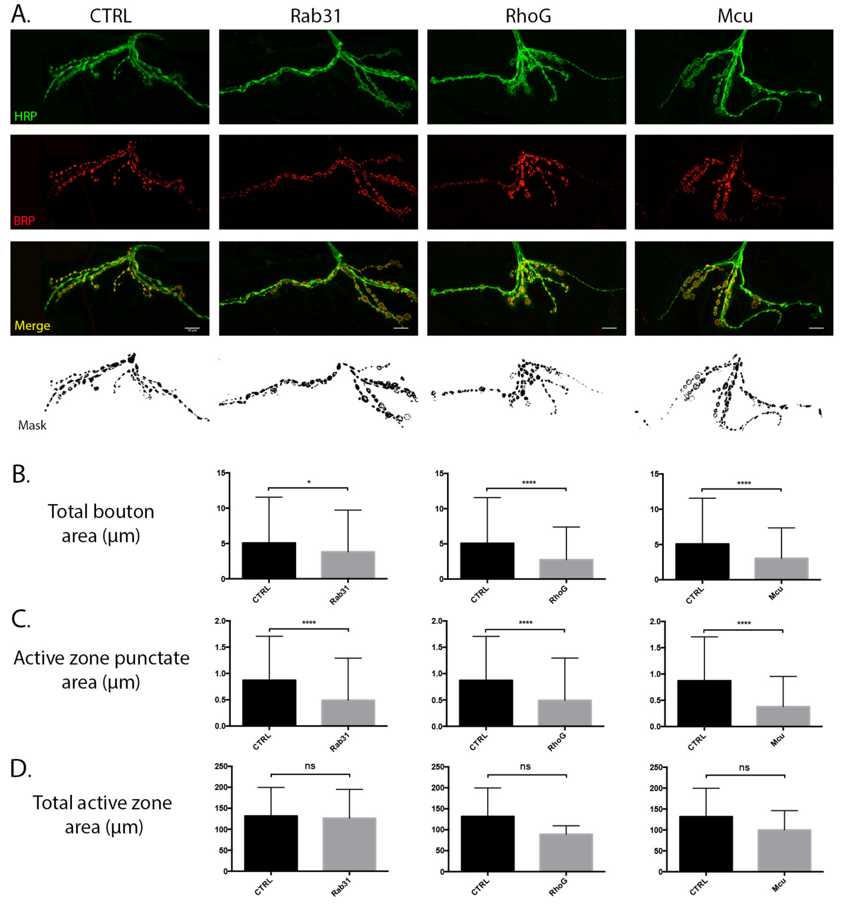 Cells 10 03403 g007 Cells 10 03403 g007