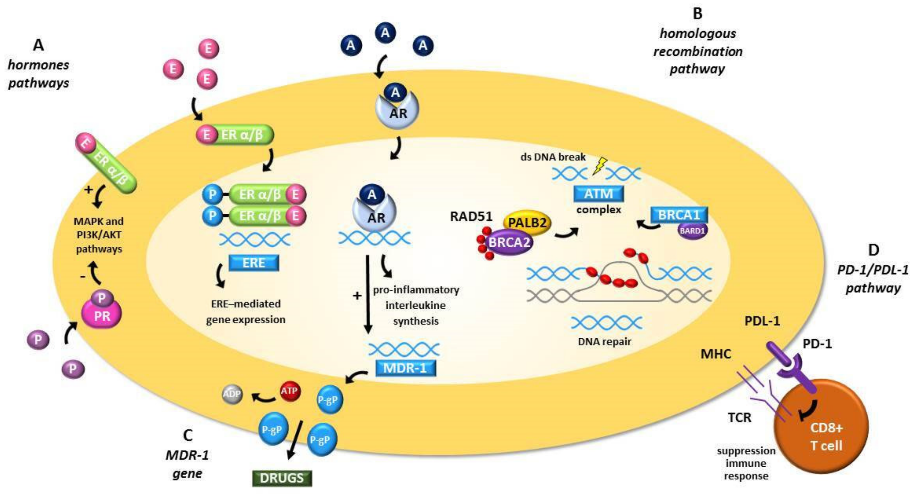 Cells 10 03408 g001 550