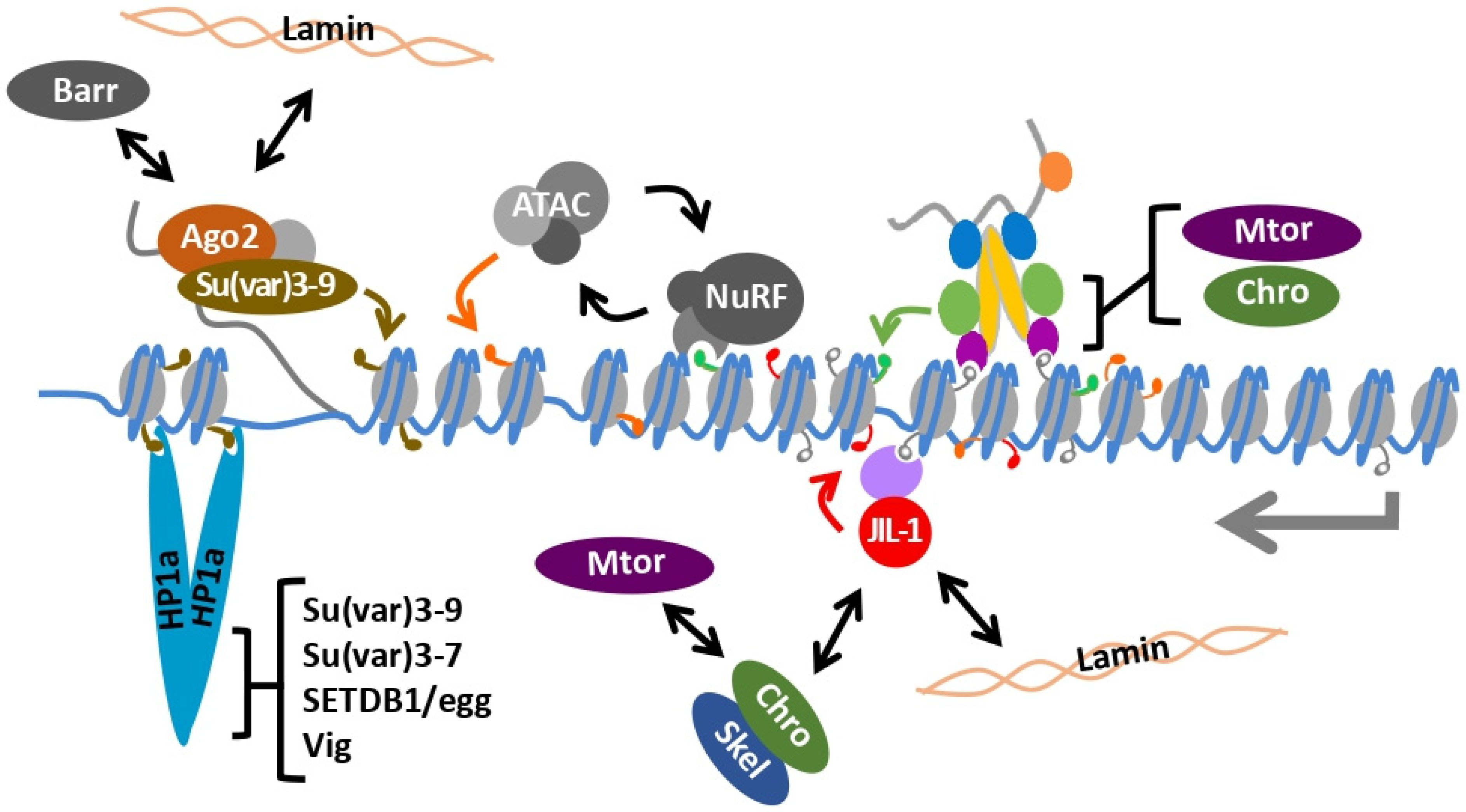 Cells 10 03416 g002 Cells 10 03416 g002