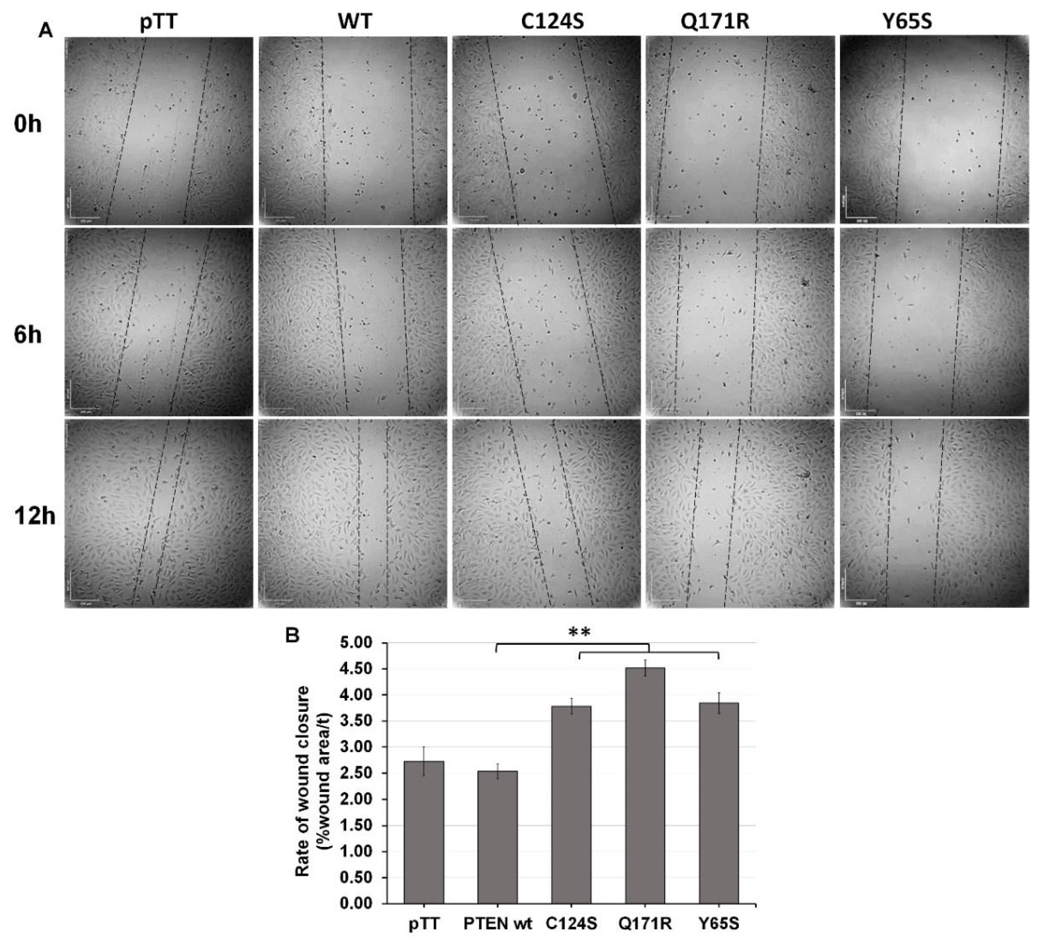 Cells 10 03423 g003 Cells 10 03423 g003