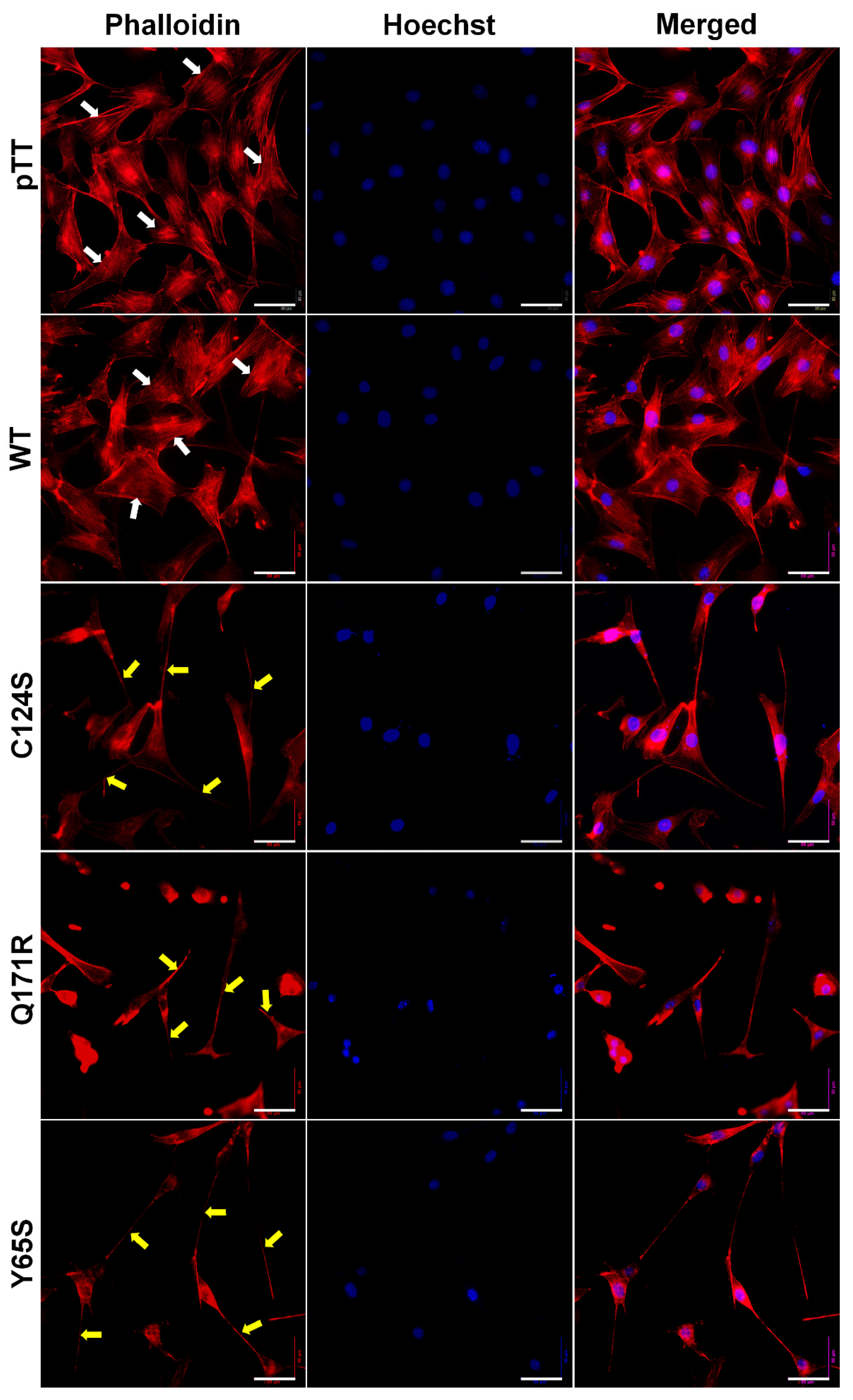 Cells 10 03423 g005 Cells 10 03423 g005