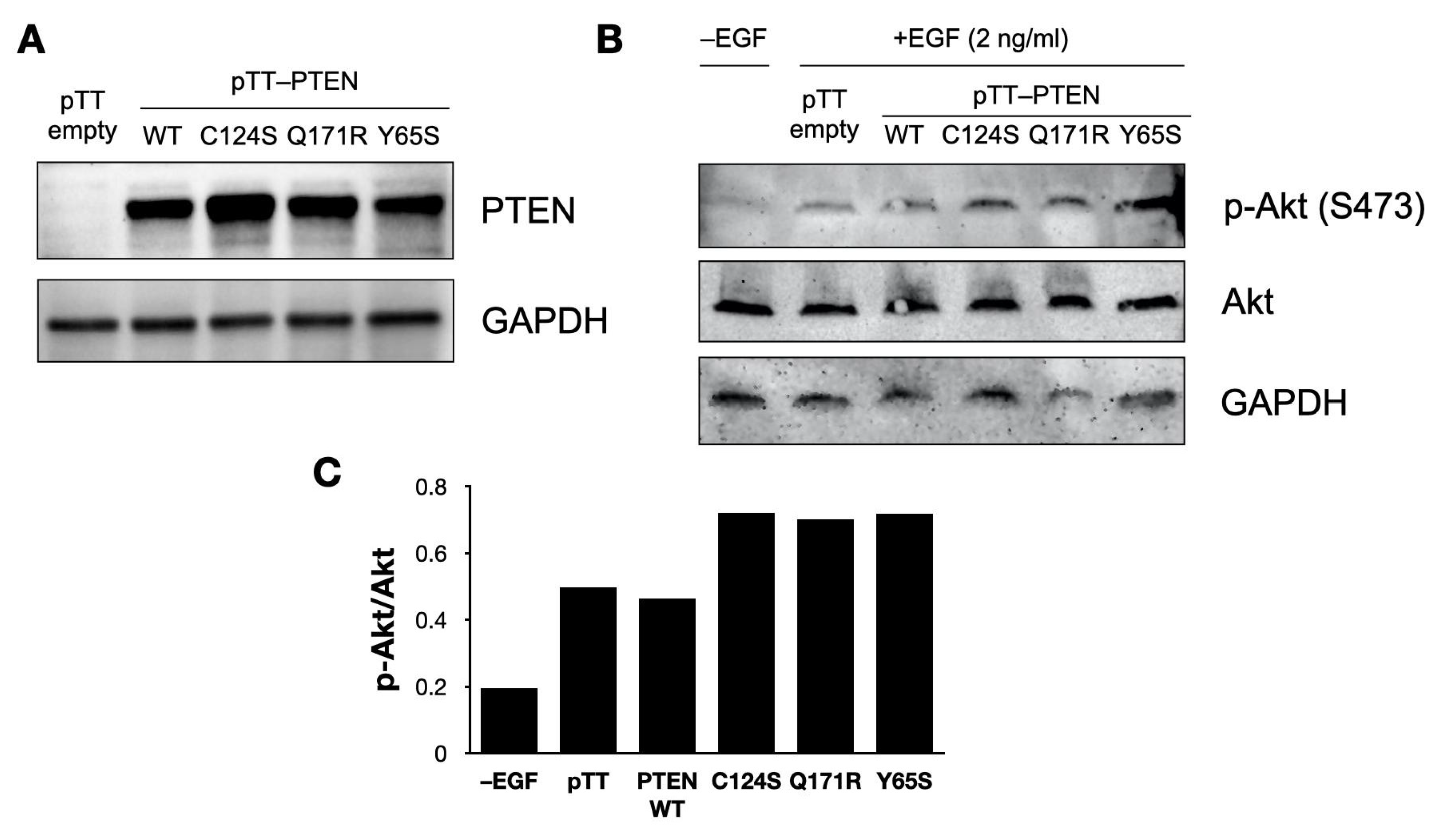 Cells 10 03423 g006 Cells 10 03423 g006