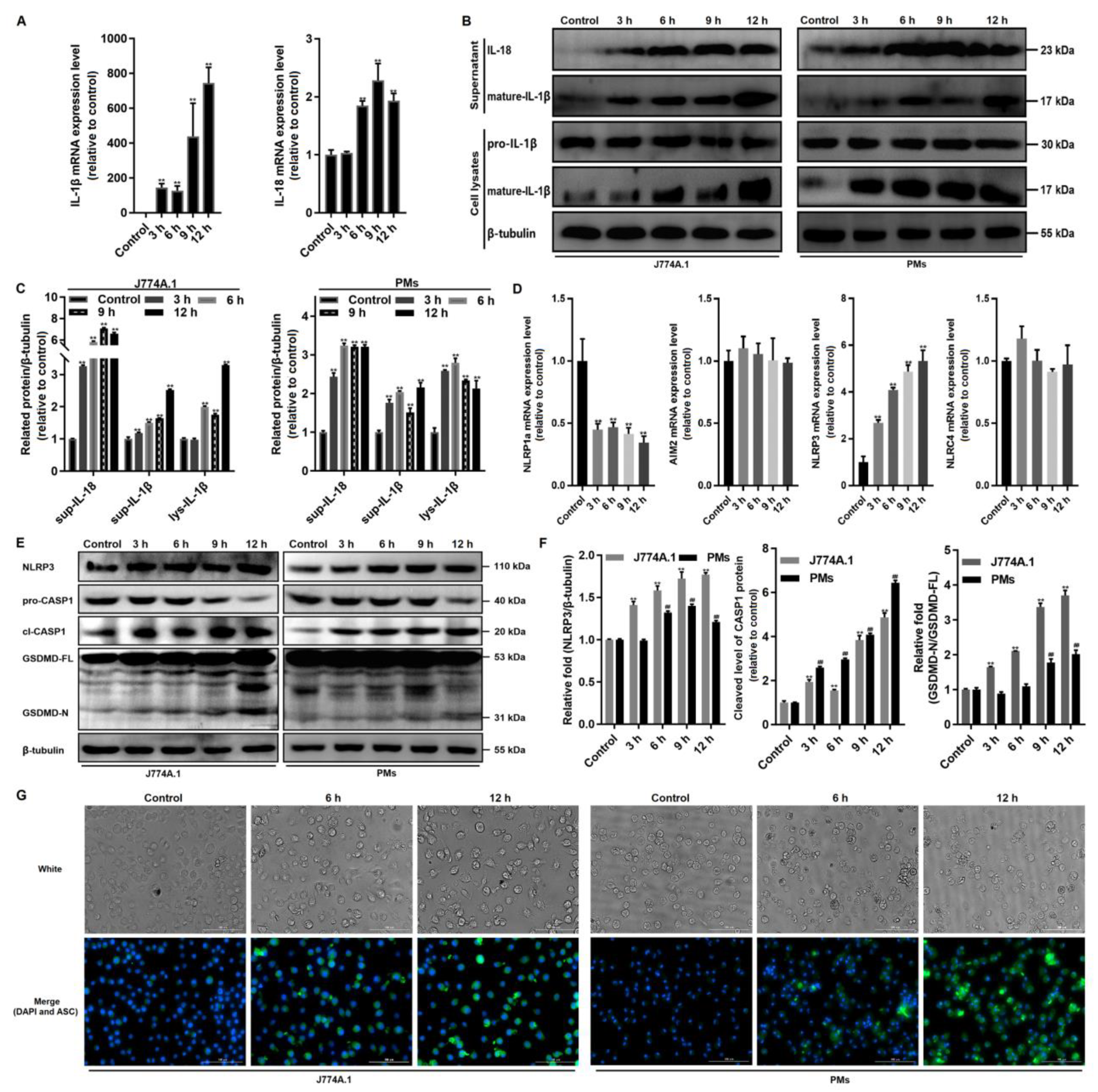 Cells 10 03425 g002 550