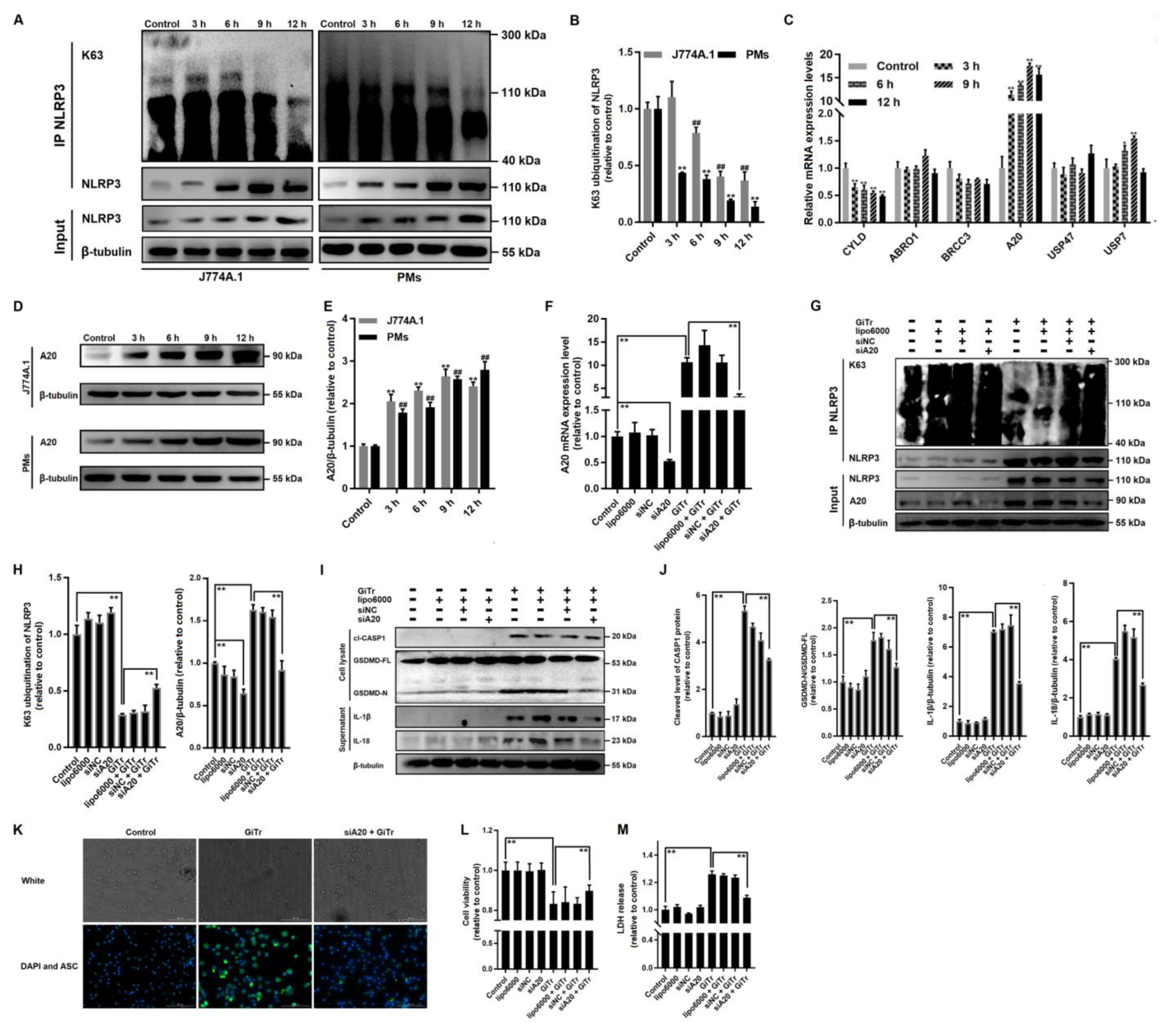 Cells 10 03425 g004 550