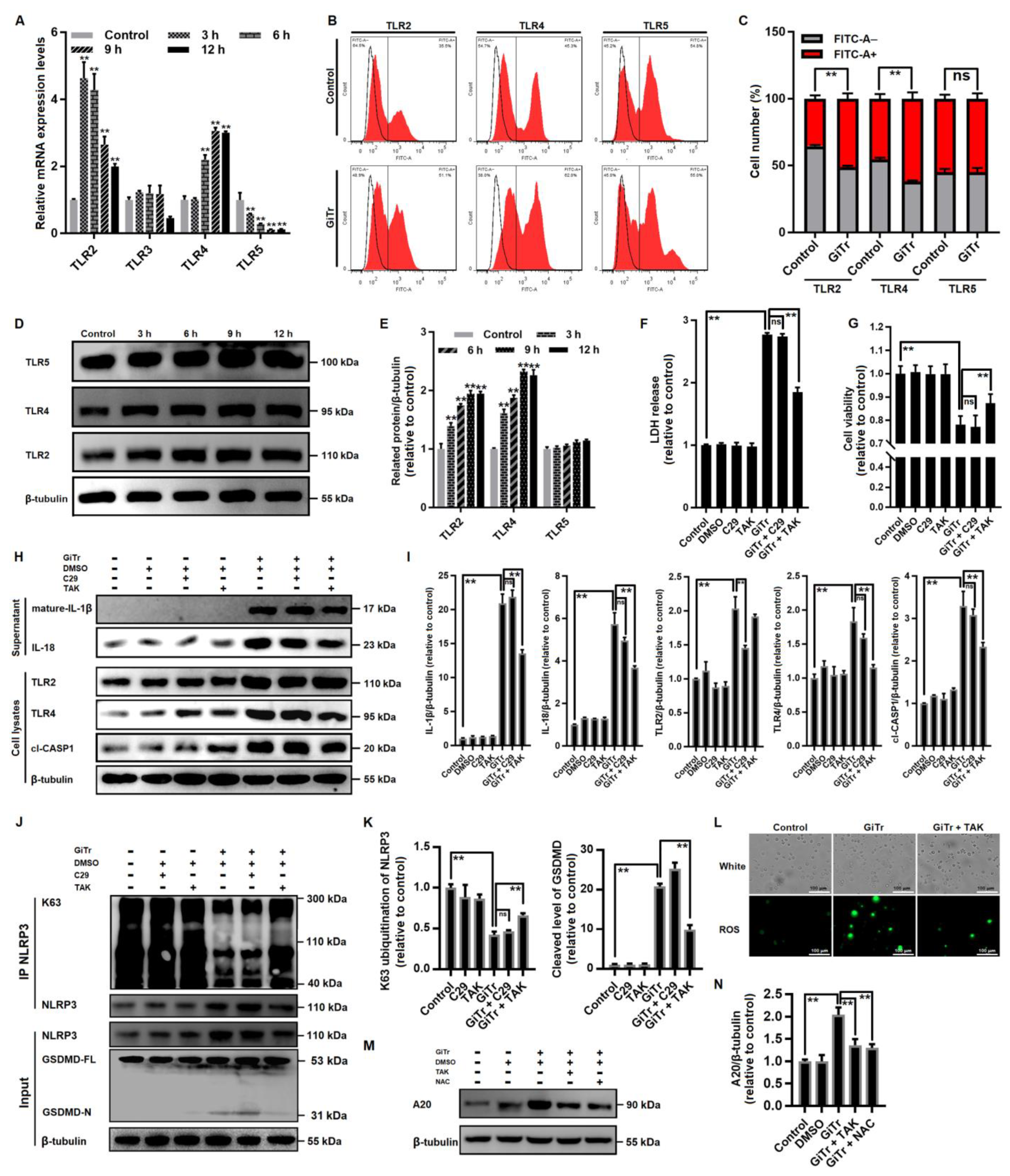 Cells 10 03425 g005 550