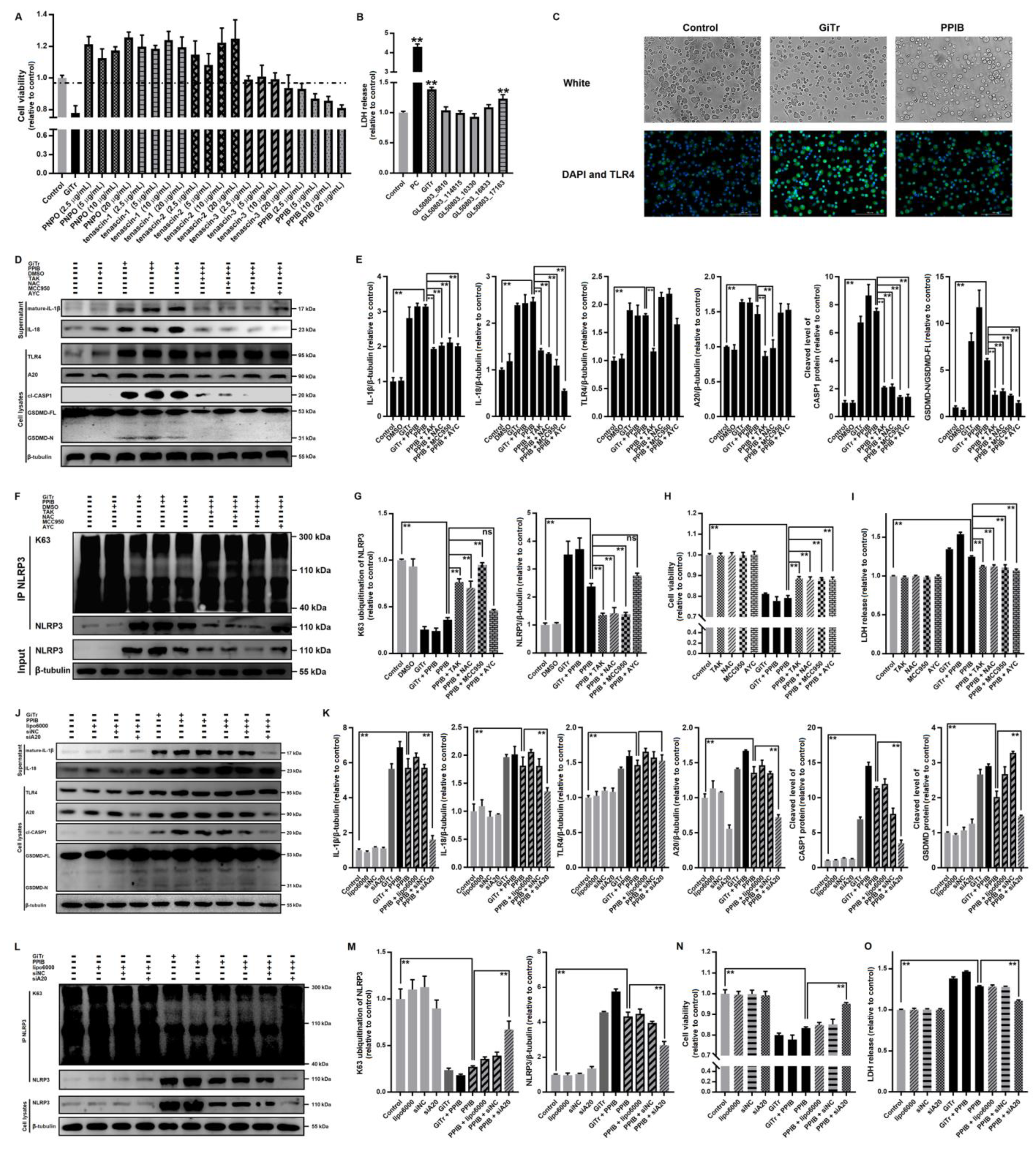 Cells 10 03425 g006 550