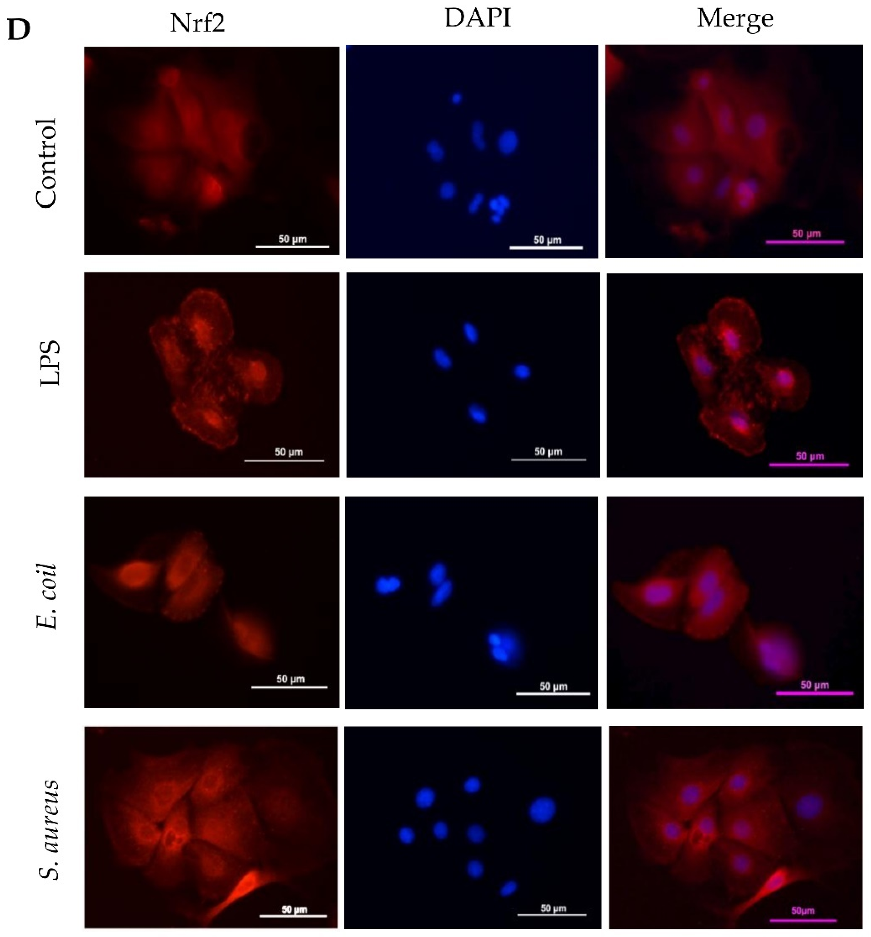 Staphylococcus Aureus Cells, Heat-Inactivated