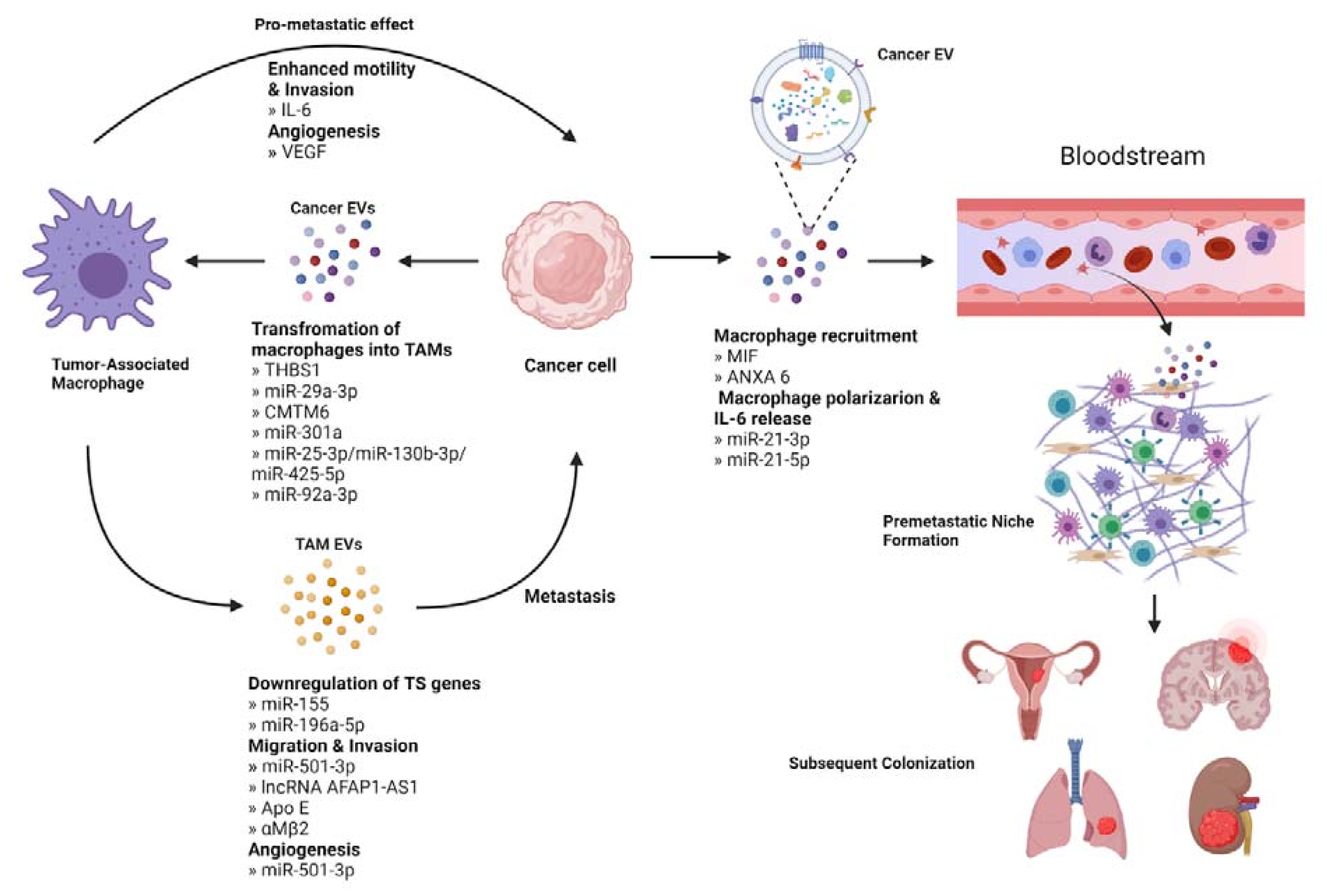 Cells 10 03429 g004 550