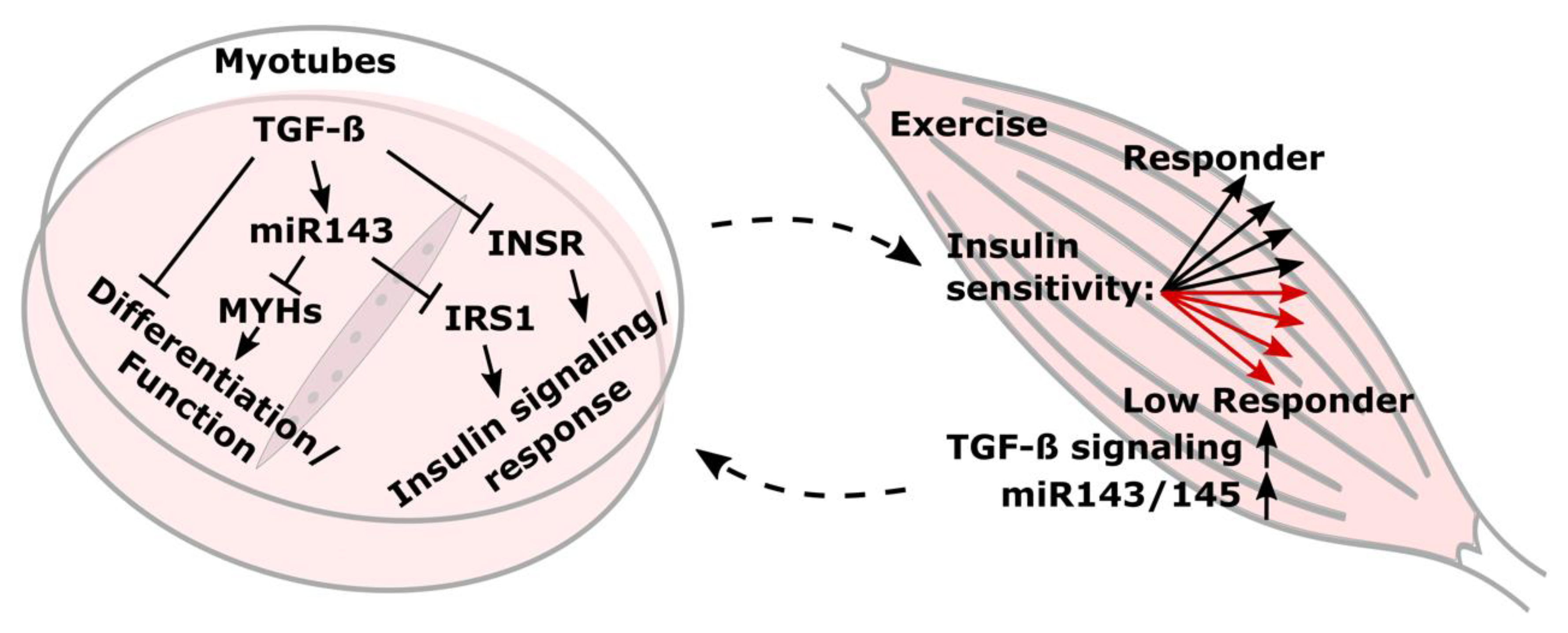 Cells 10 03443 g007 550