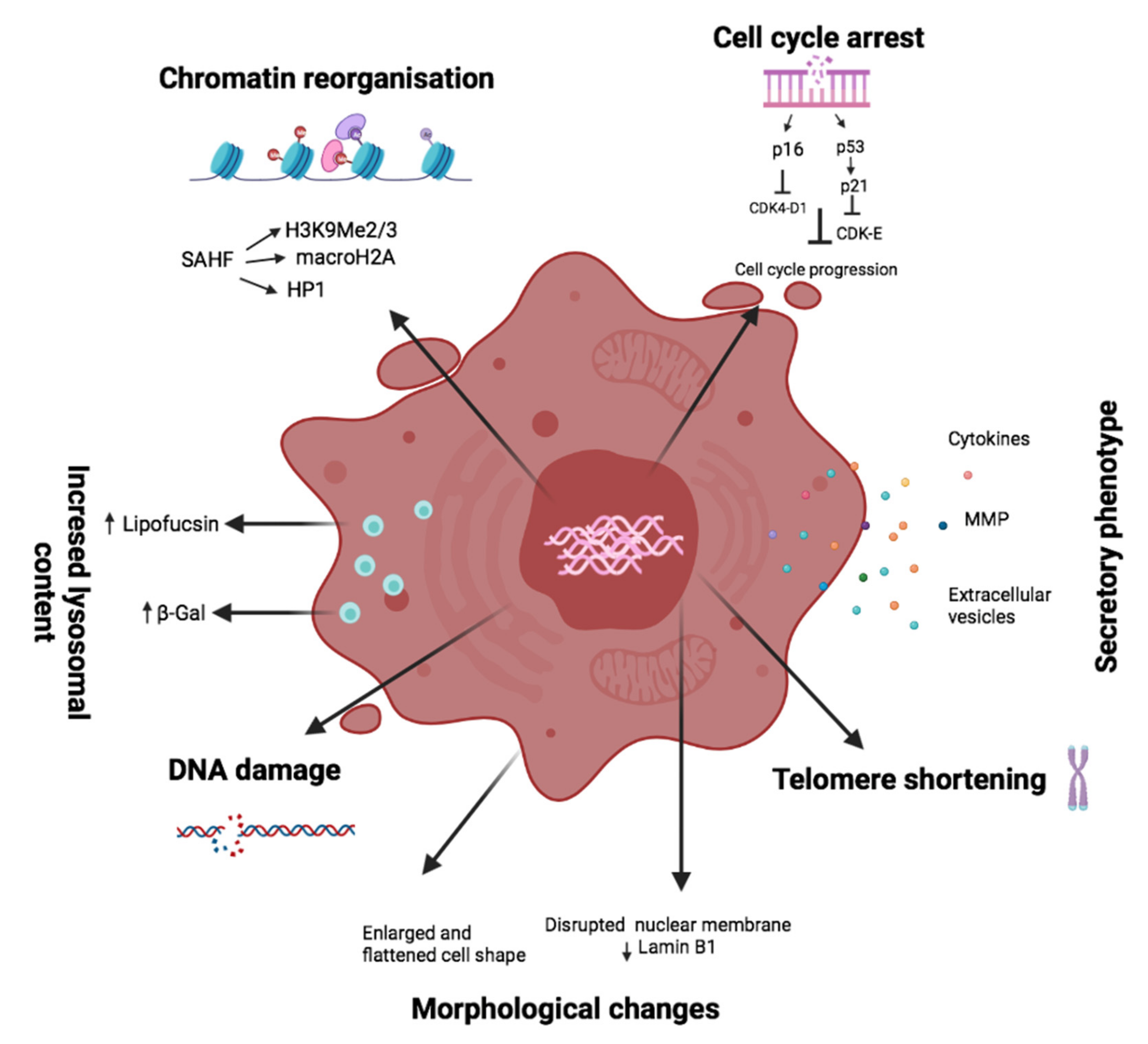 Cells 10 03456 g001 Cells 10 03456 g001