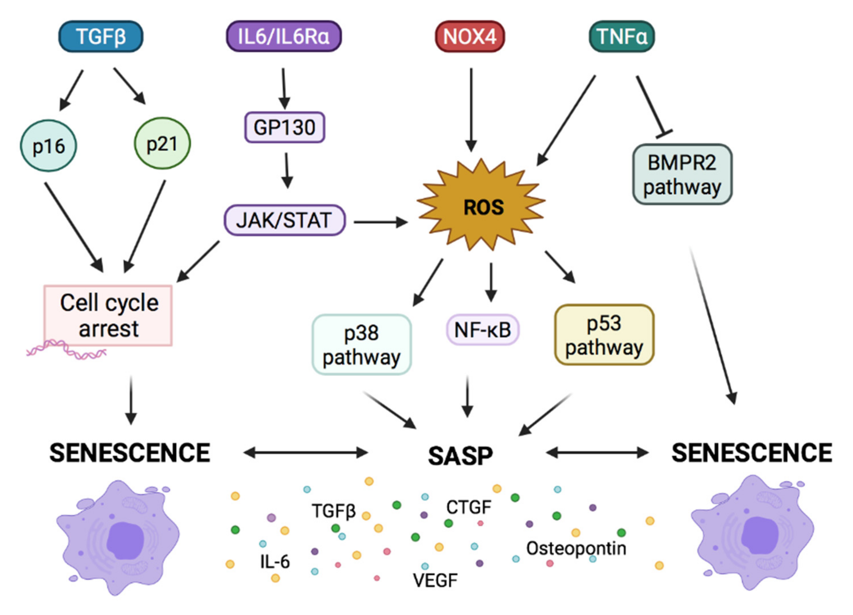 Cells 10 03456 g003 Cells 10 03456 g003