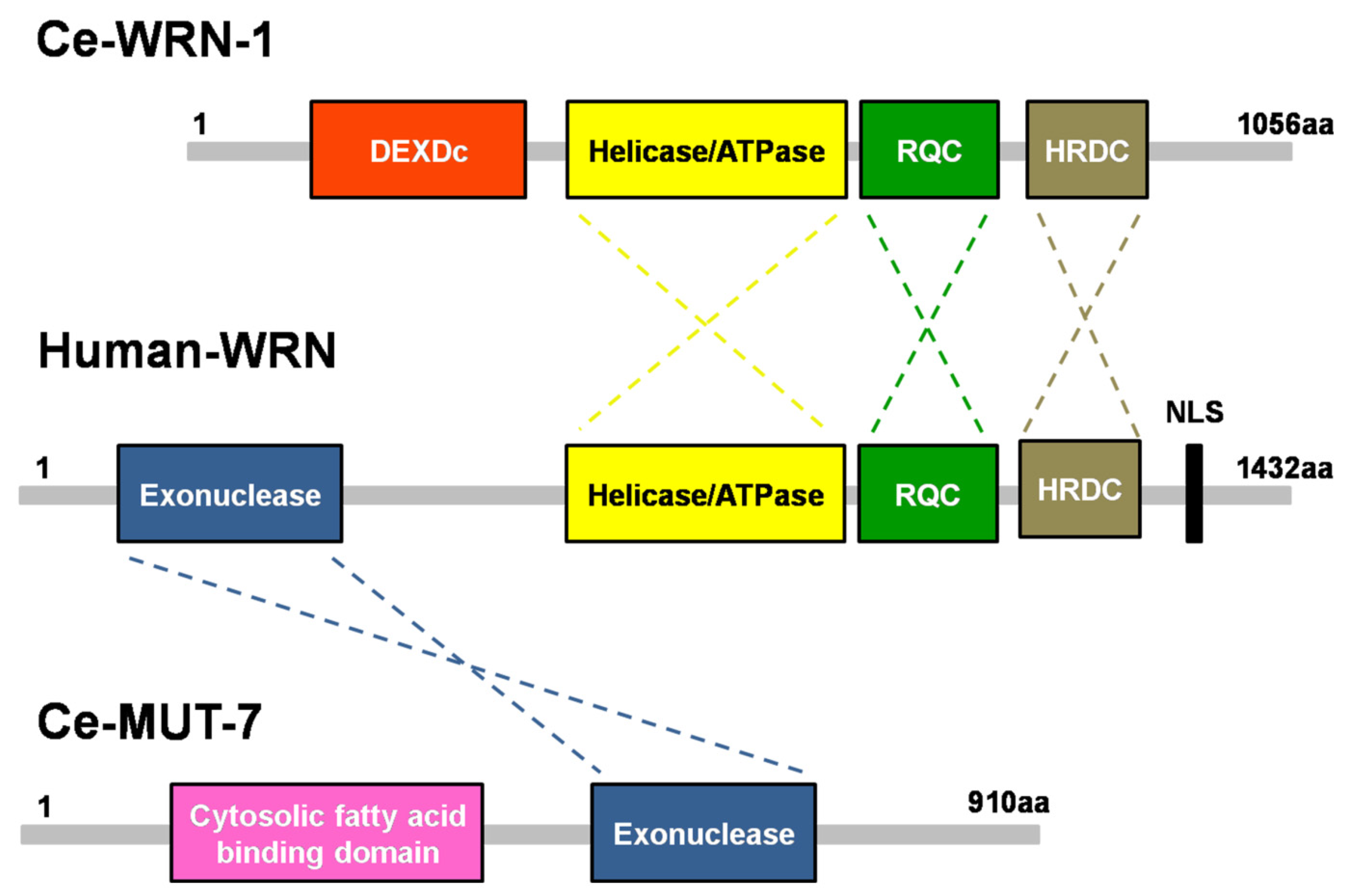 Cells 10 03457 g001 Cells 10 03457 g001