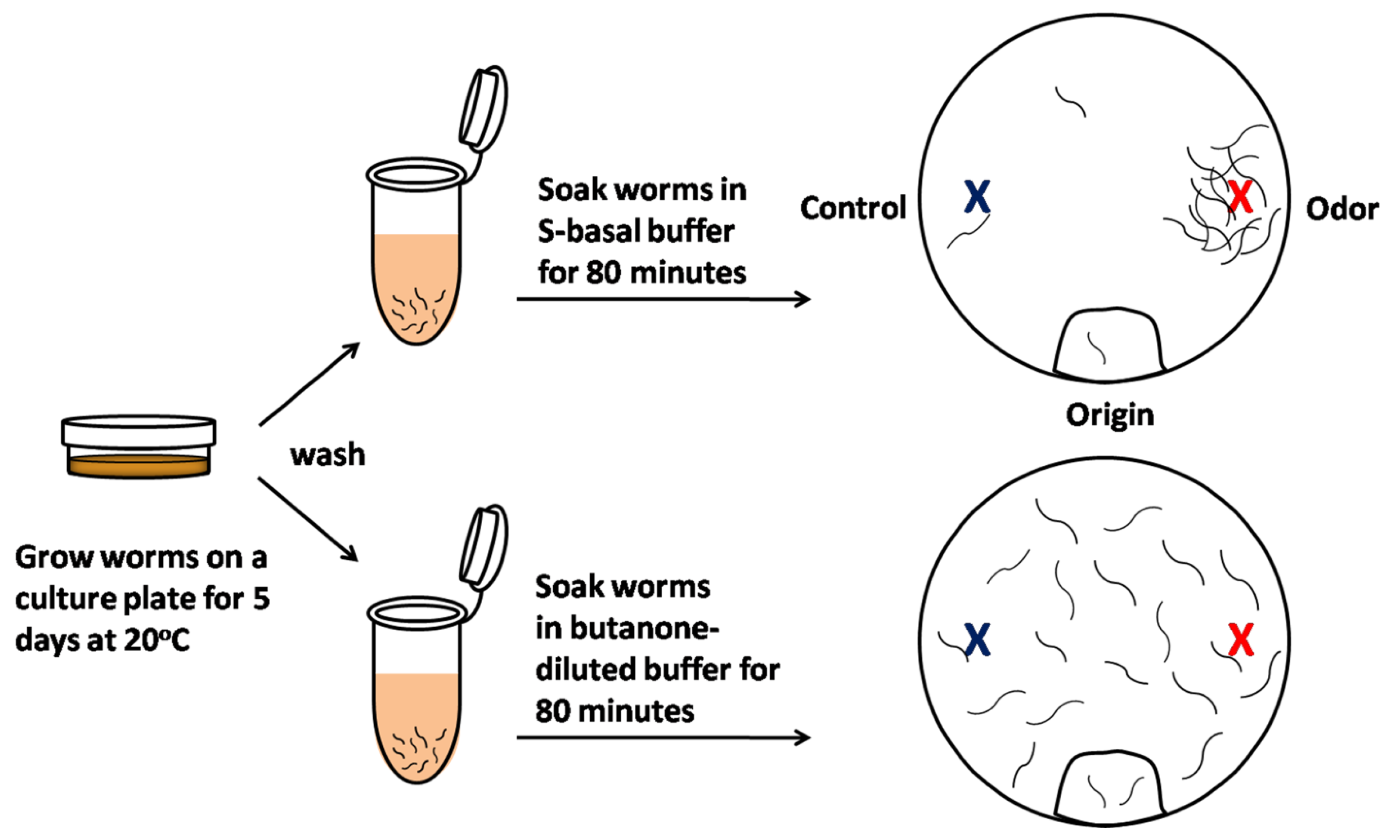 Cells 10 03457 g002 Cells 10 03457 g002