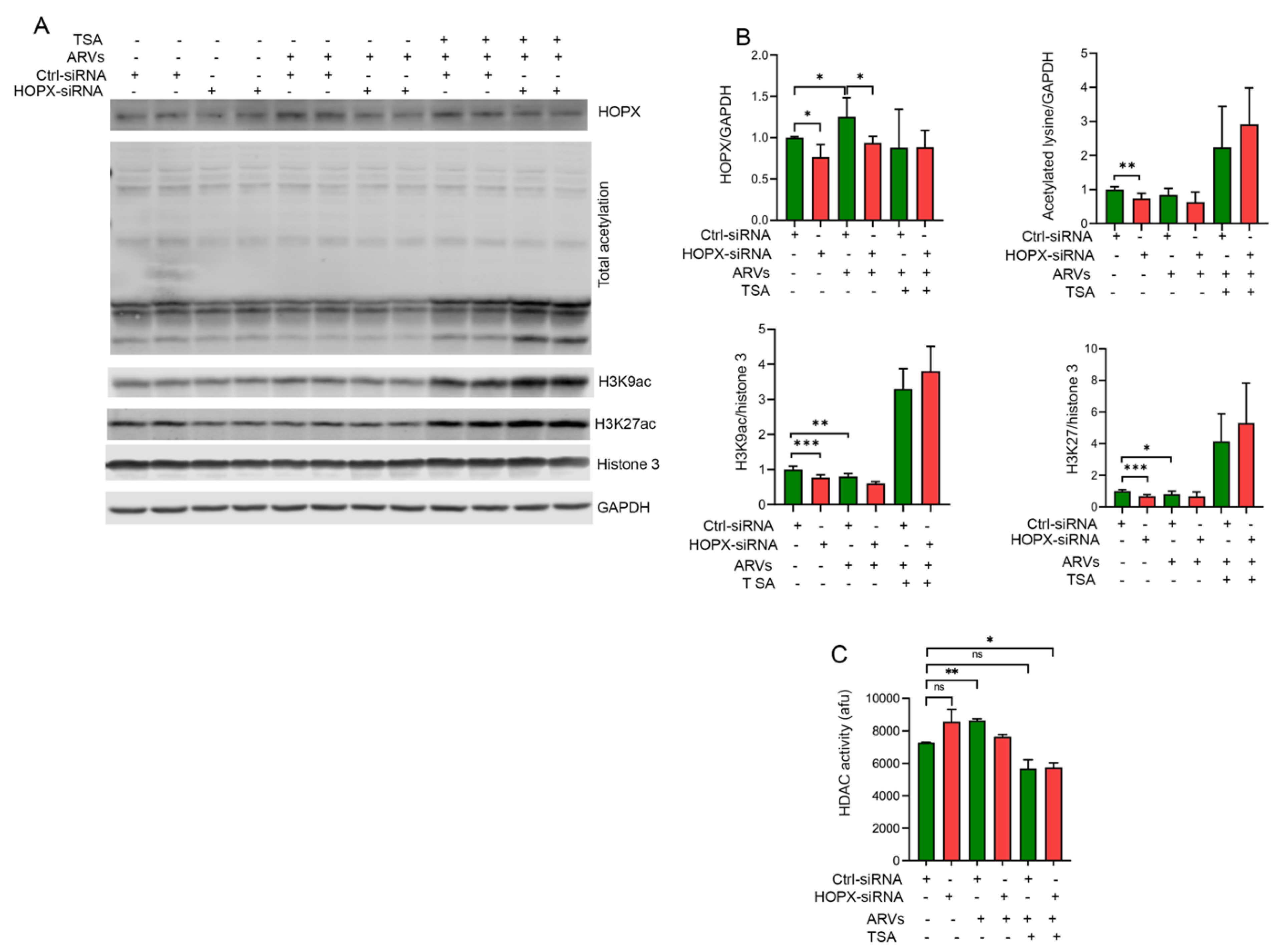 Cells 10 03458 g006 Cells 10 03458 g006