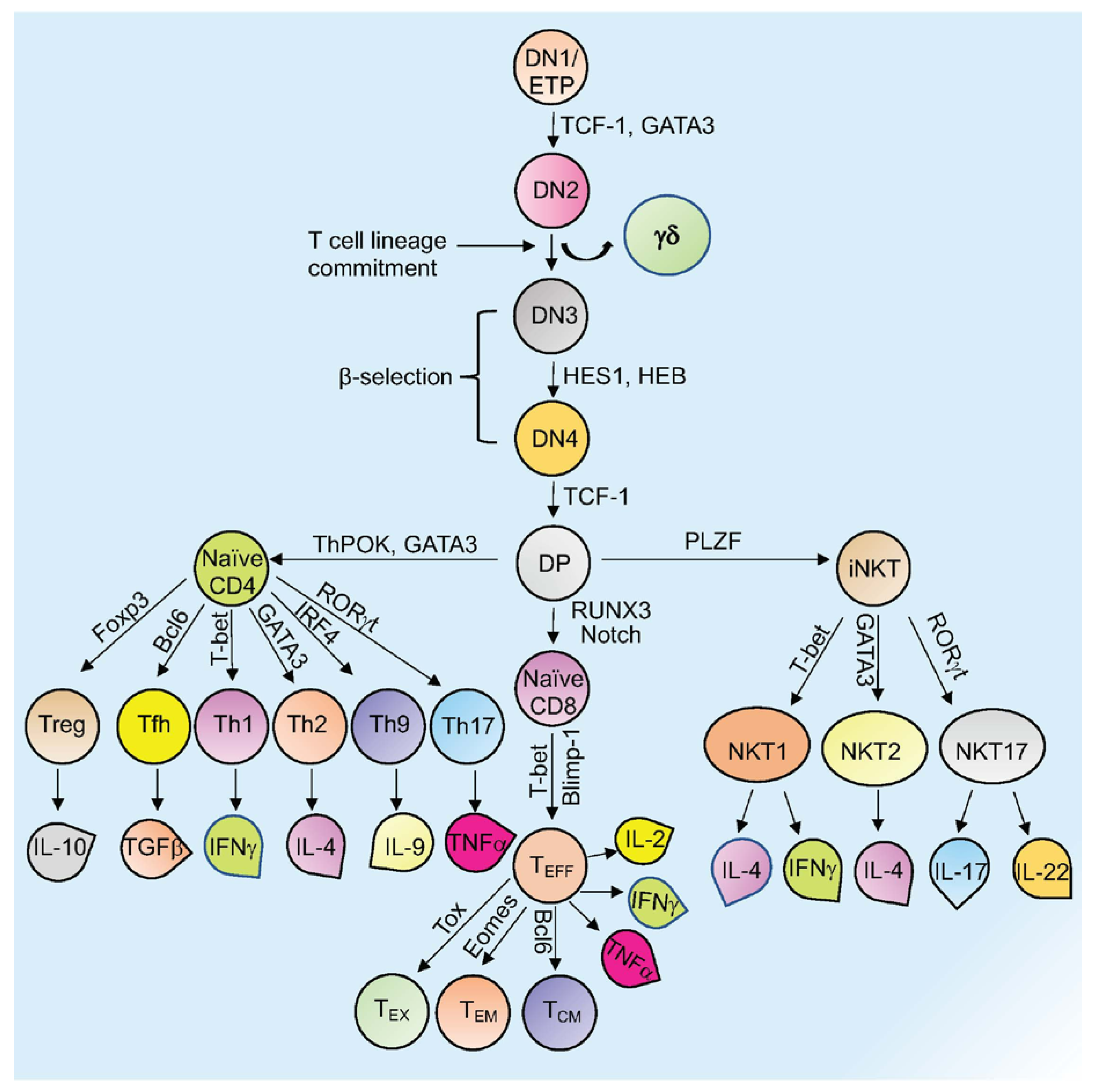 Cells 10 03459 g001 550