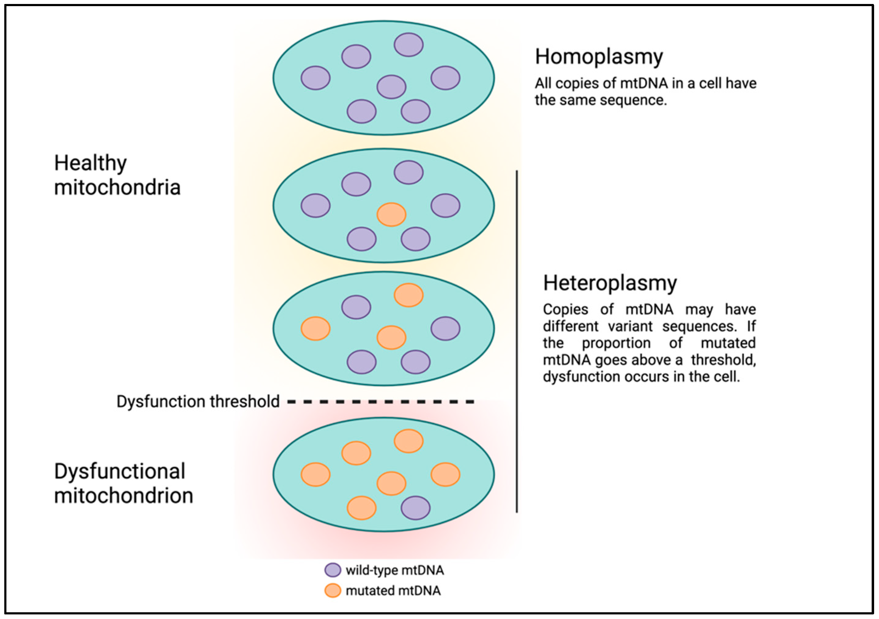 Cells Free FullText Unlocking the Complexity of Mitochondrial DNA